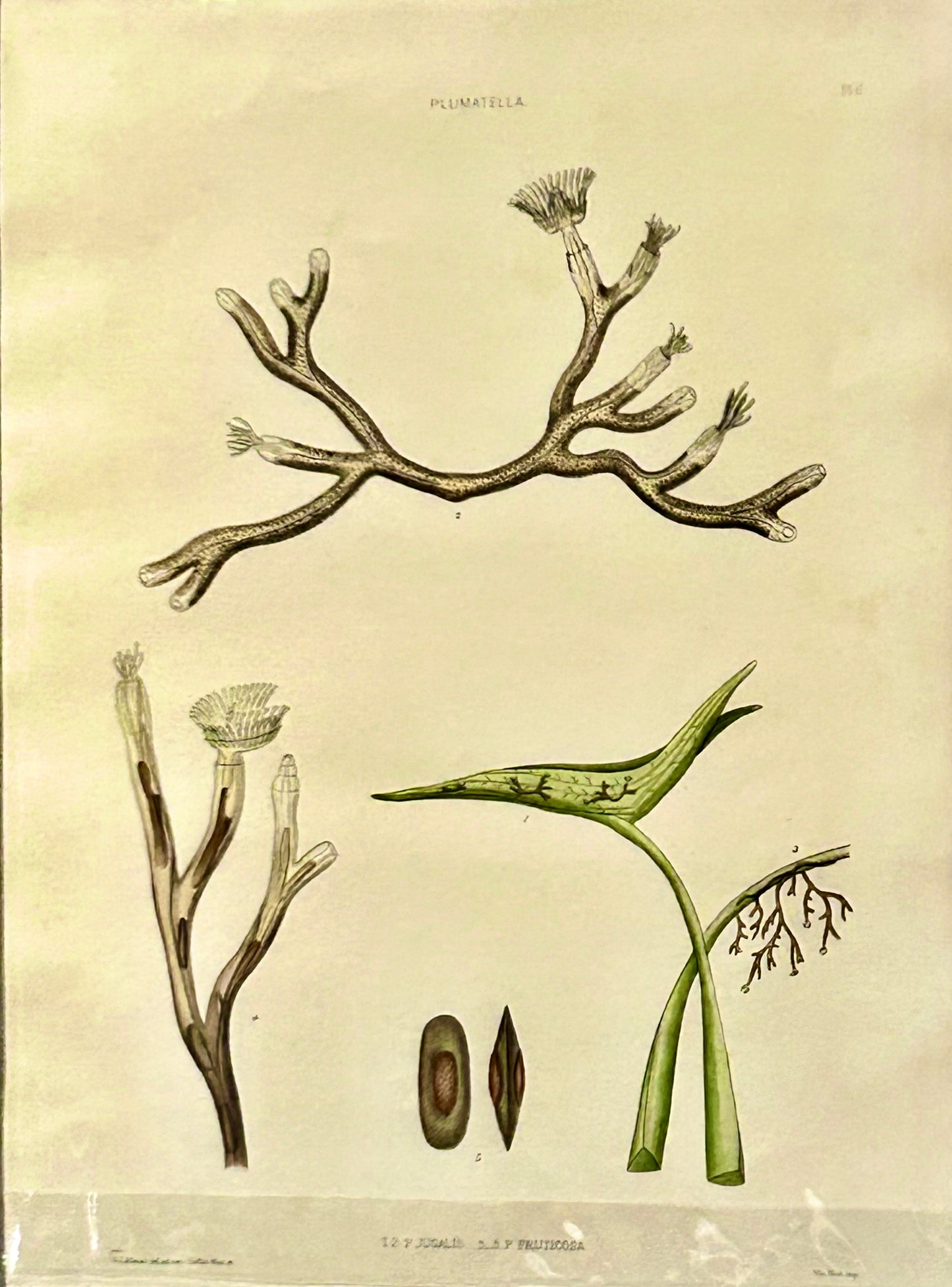 The Ray Society publication related to Plumatella Juggles & Fruticose