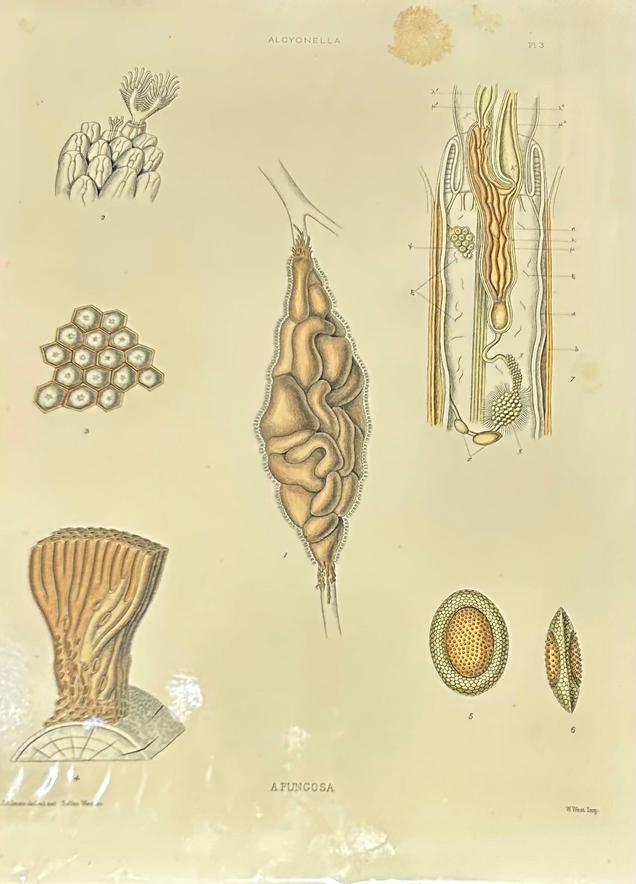 The Ray Society publication related to Plumatella Alcyonella Fungosa