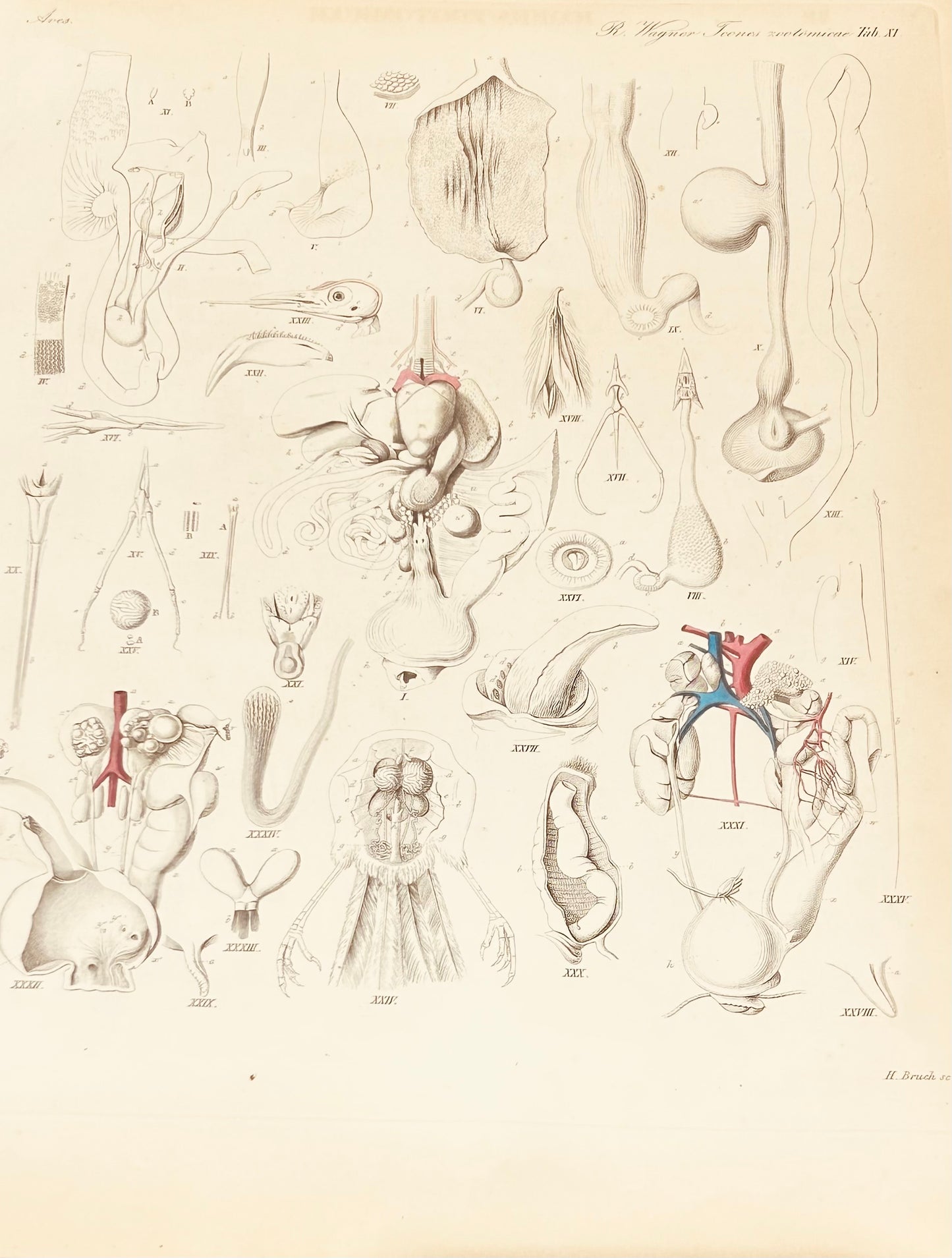 19th-Century Invertebrate Anatomy Engraving – Original Zoological Plate by H. Bruch (Tab XI) Aves