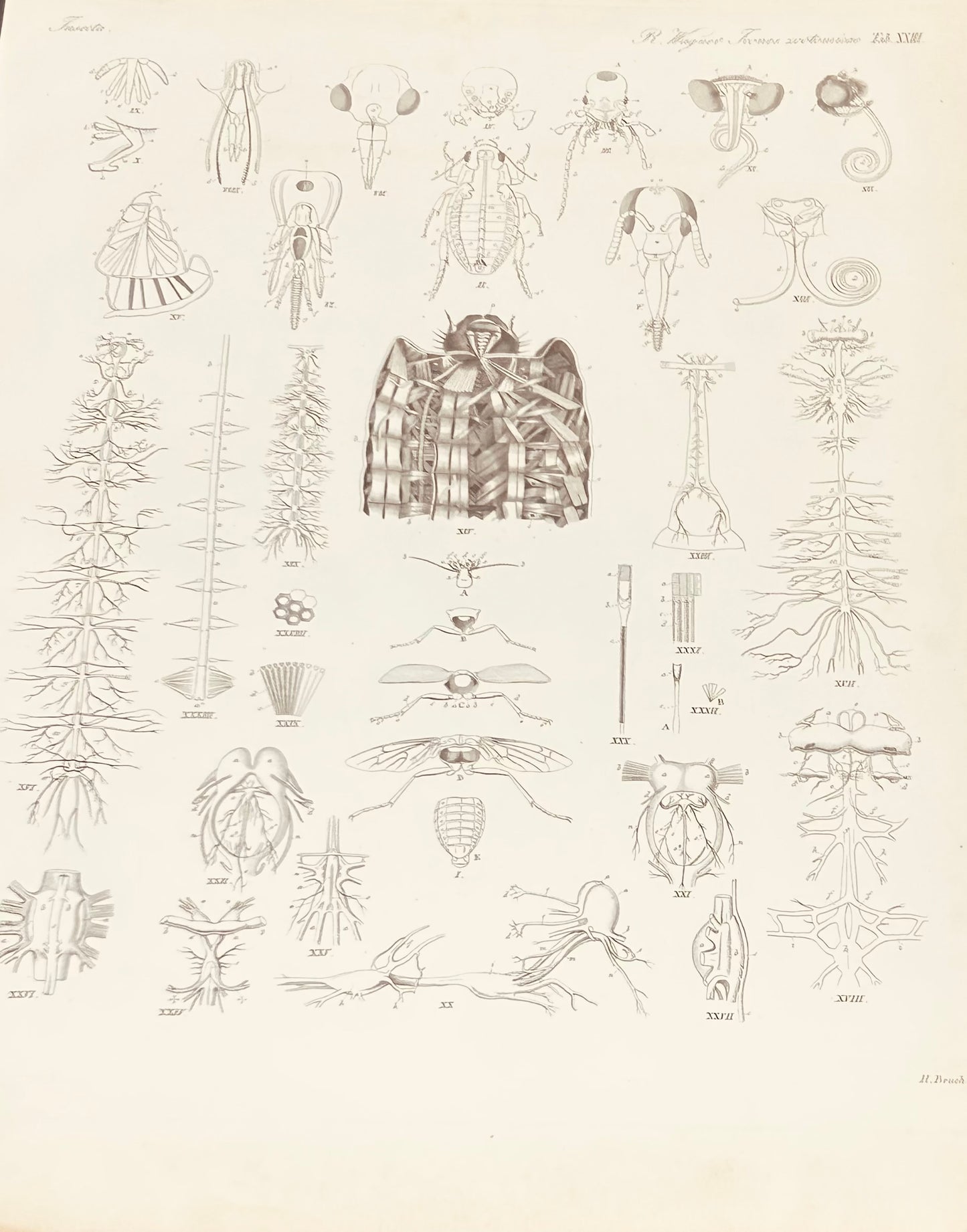 Dr Wagner Antique Zoology Engraving - 19th Century Anatomy Print Plate XXIII Insects