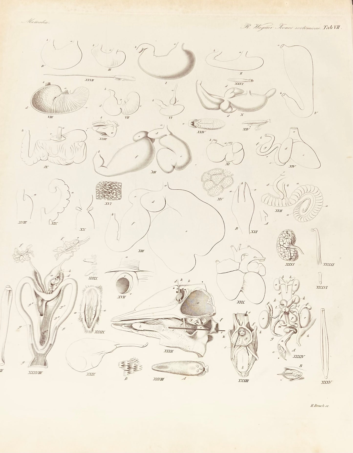 Mamalia Antique Zoology Engraving / 19th Century Anatomy Print by Wagner Plate VII