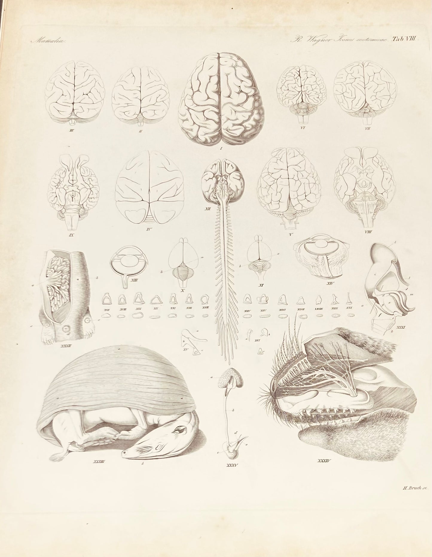Mamalia Antique Zoology Engraving - 19th Century Anatomy Print - Wagner Plate VIII