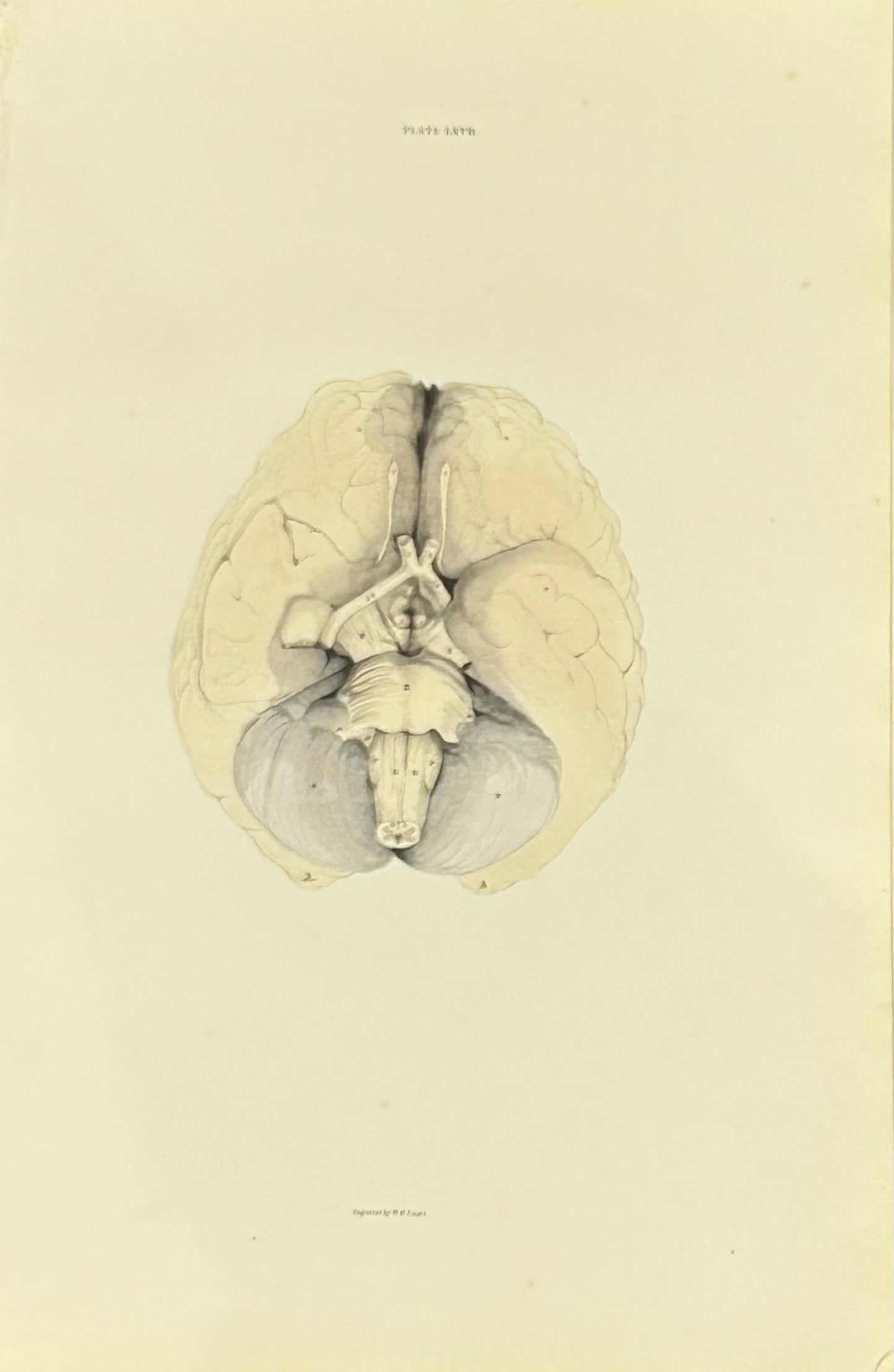 Lizars Anatomical Brain Illustration – Vintage Medical Print (Fine Art) Plate LXVII - original anatomical illustration 19th century