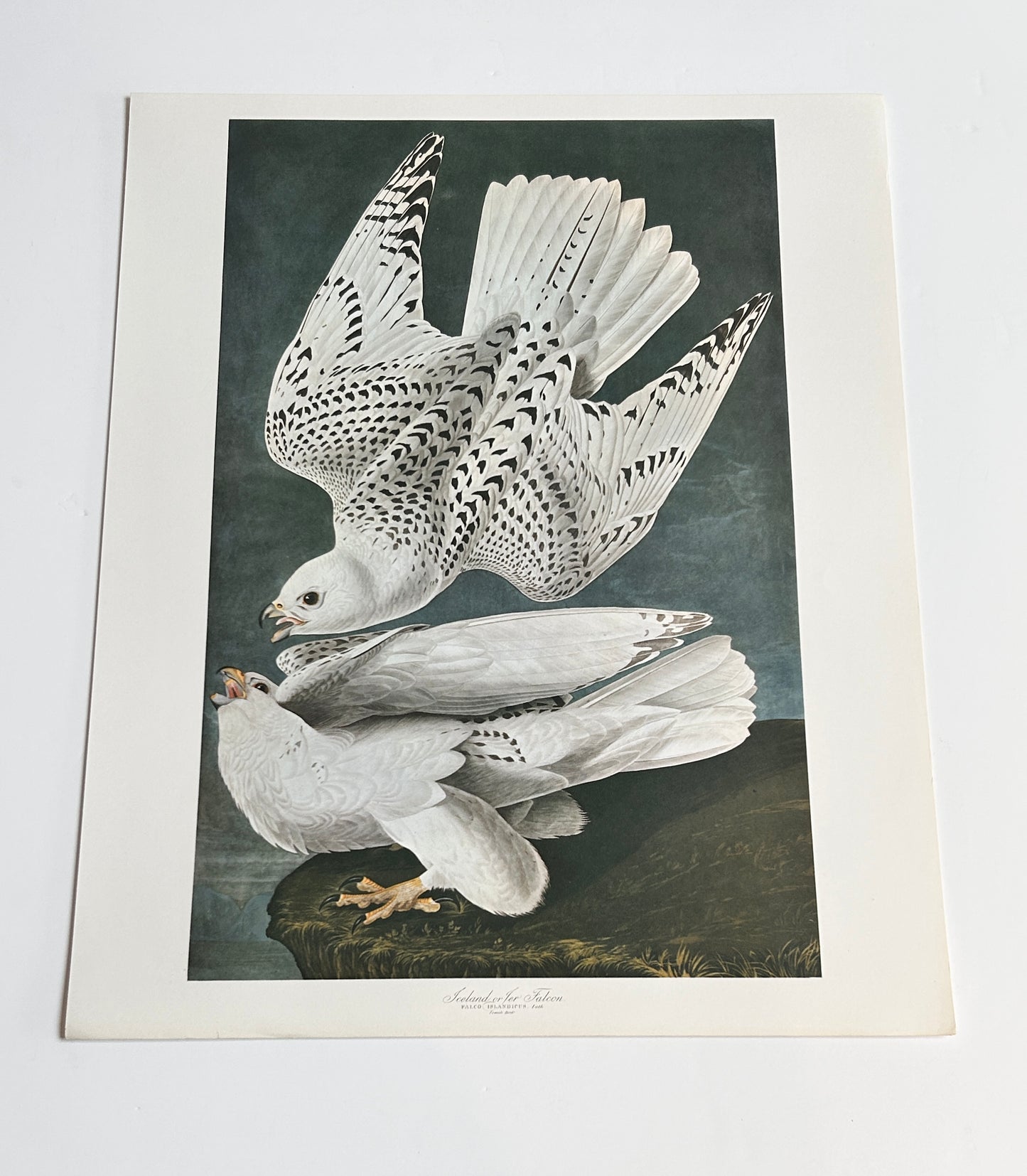 Audubon Icelander Falcon Vintage 1964 Lithograph Print -