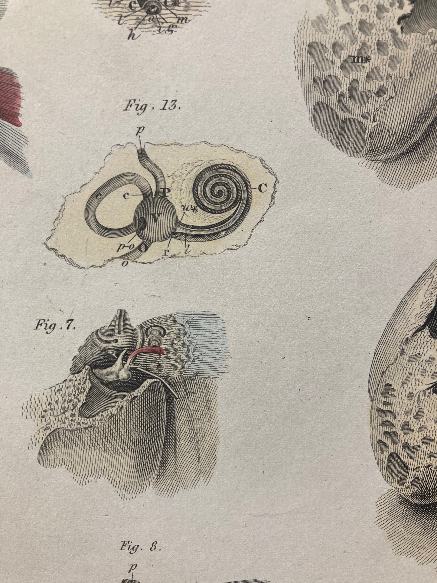 Anatomía temprana - Lámina V - ORIGINAL