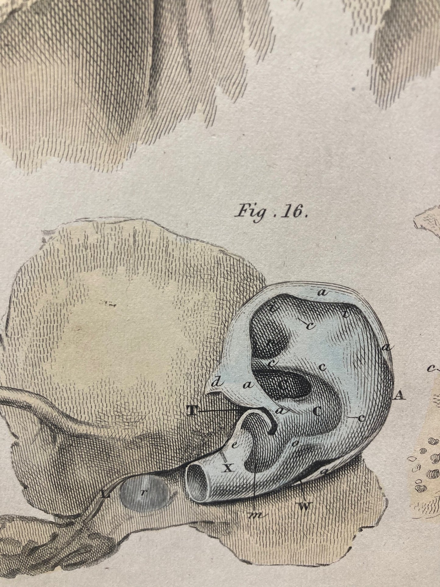 Anatomía temprana - Lámina V - ORIGINAL