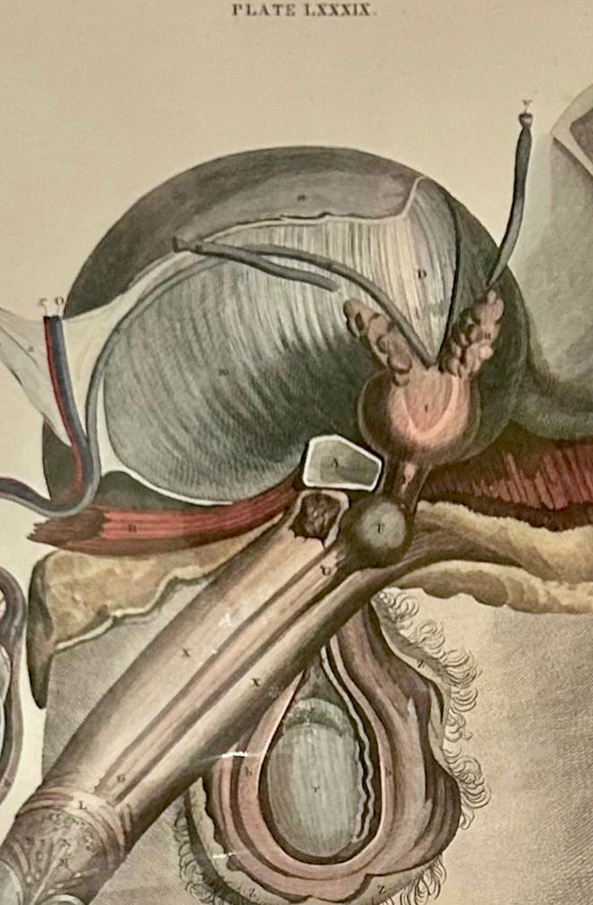 Frühe Anatomie – Tafel LVIII – ORIGINAL