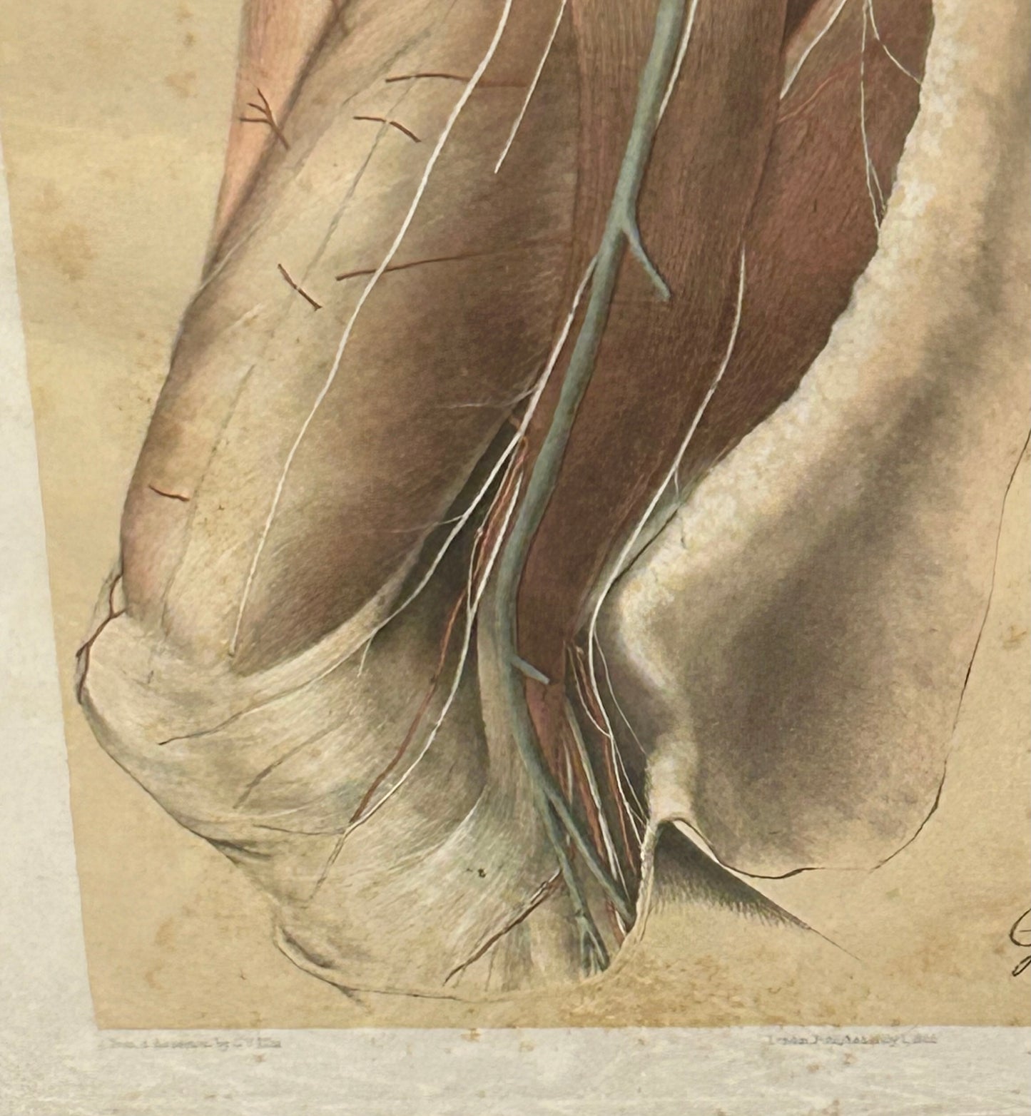 Antique Anatomical Drawing - Muscular Structures of the Leg - Plate XLIV /Ford 1866