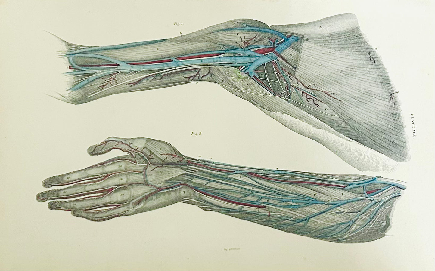 Lizars Plate XIX – Antique Anatomical Drawing Muscles of the Forearm (1823–1827) | Hand-Coloured Engraving