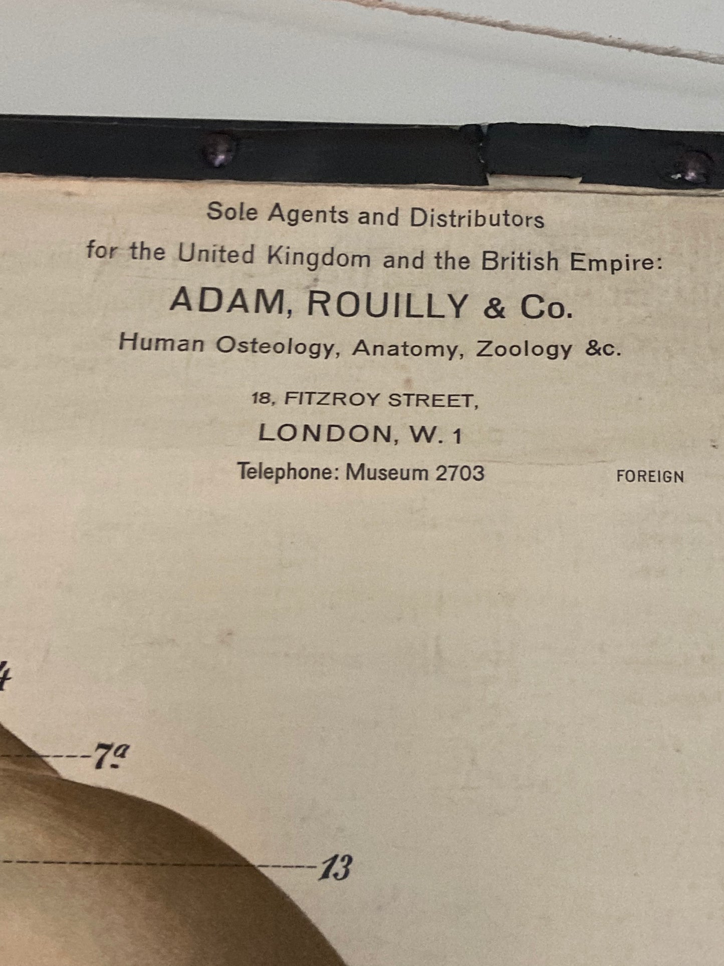 Antike anatomische Fuß- und Sprunggelenksillustration – Tafel LIV | Muskeln, Sehnen und Knochenstruktur – Frühe Anatomie – ORIGINAL