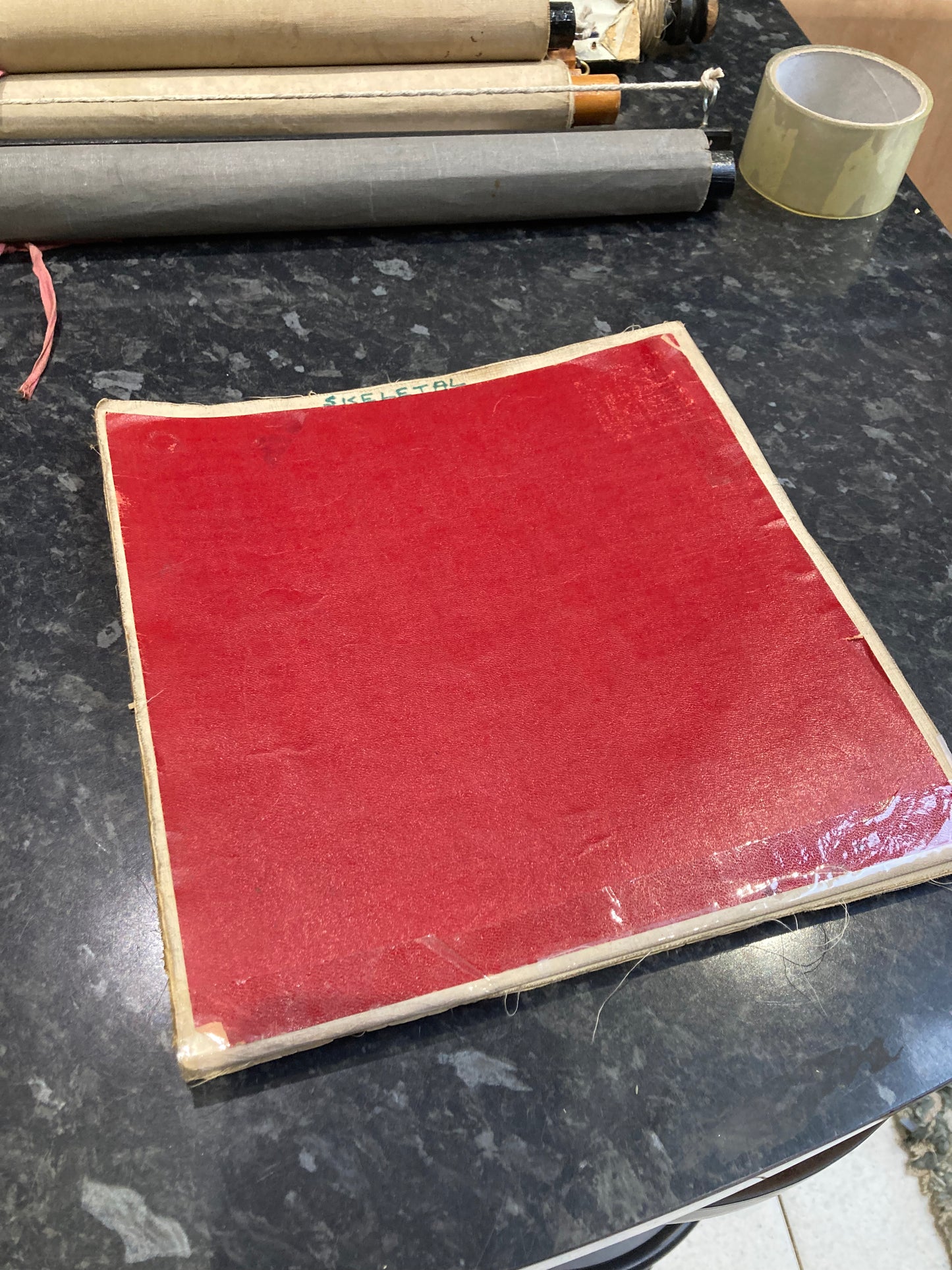 Antique Medical Poster Bones , circa 1903