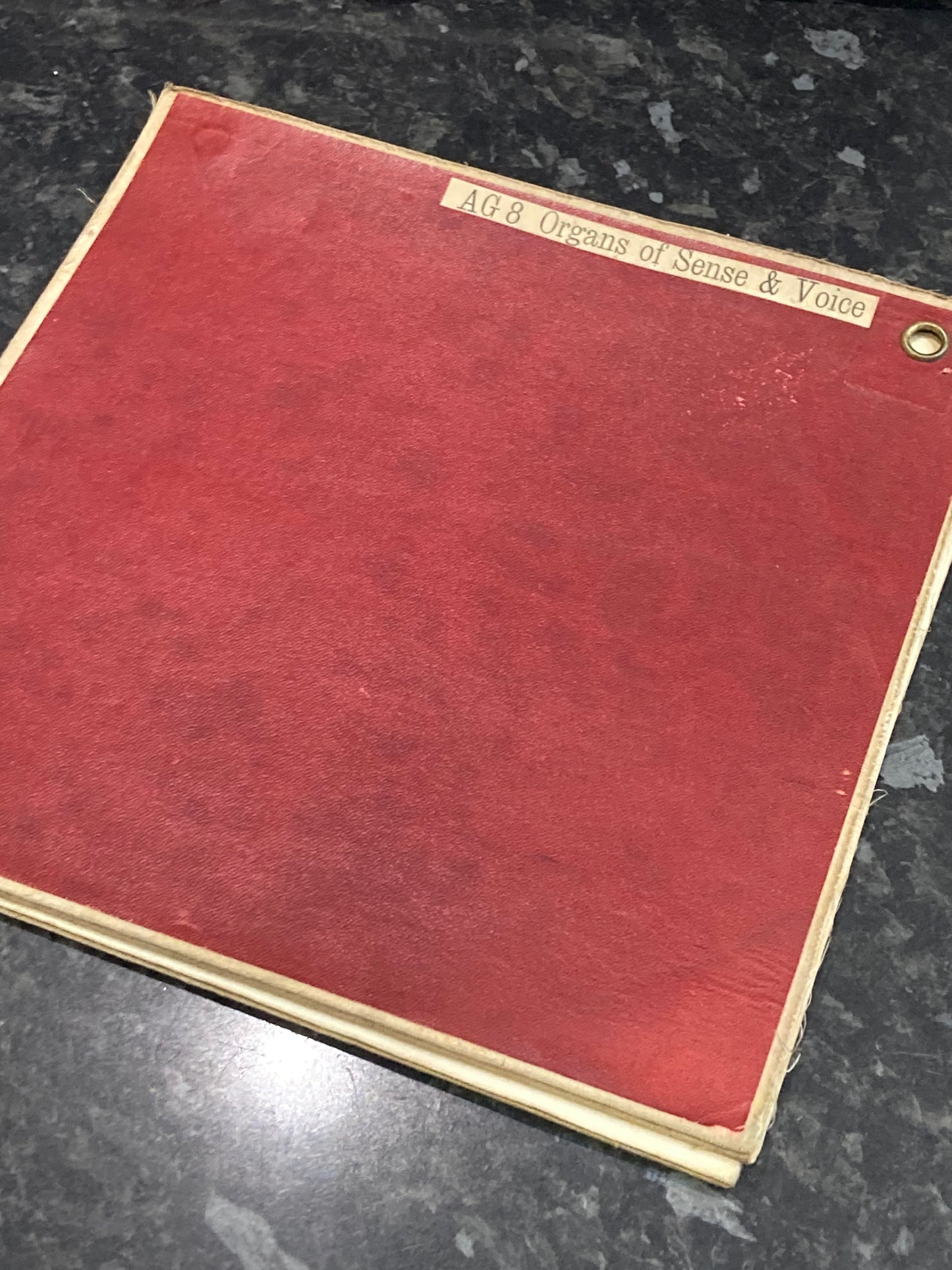 Antique Anatomy Organs of Sense & Voice , circa 1903