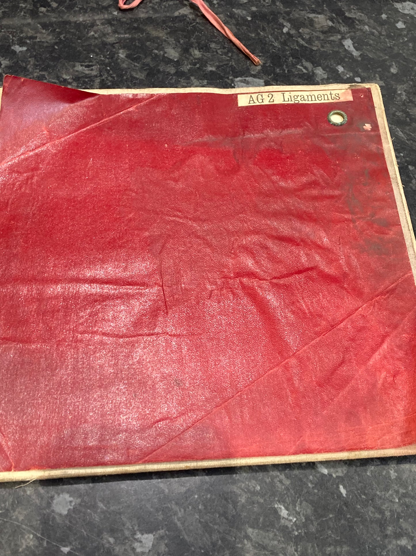 Antique Anatomy Ligaments , circa 1903