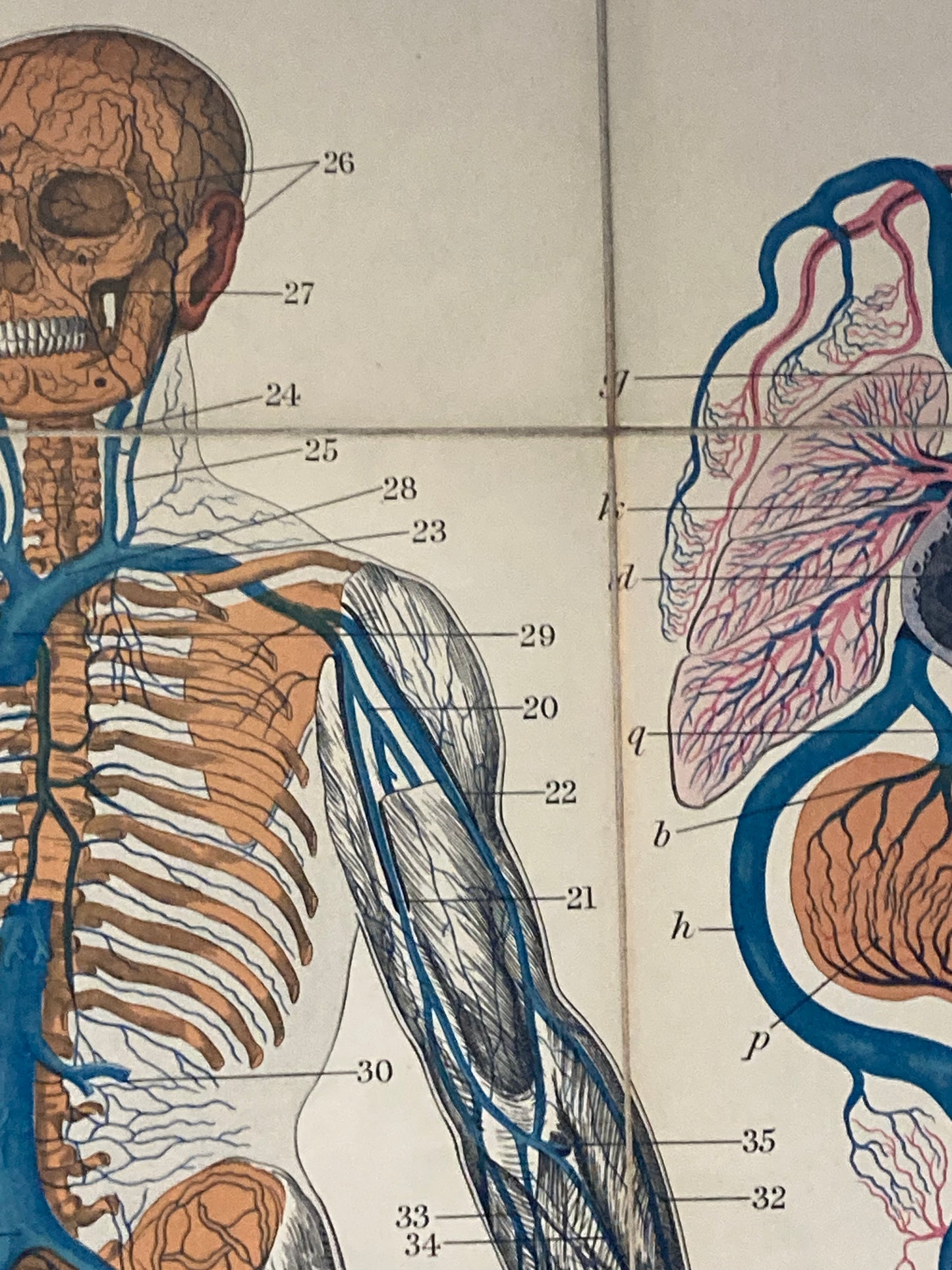 Antique Anatomy Veins & Lungs , circa 1903