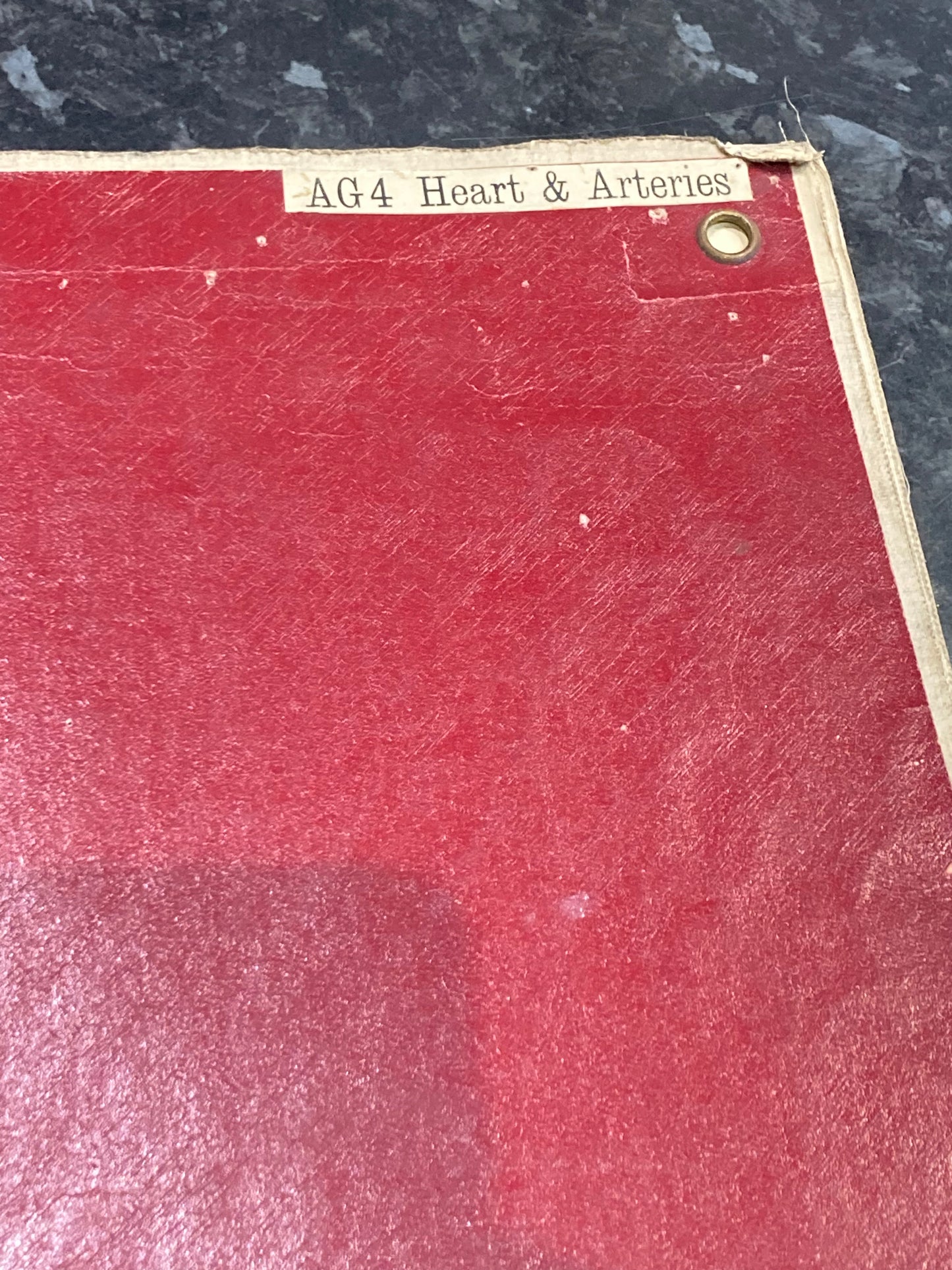 Antique Anatomy Heart & Arteries, circa 1903