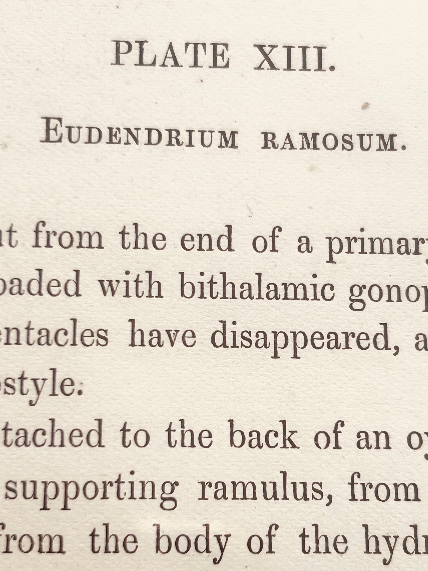 Ray Society Eudendrium ramosum – c.1880- Marine Organism