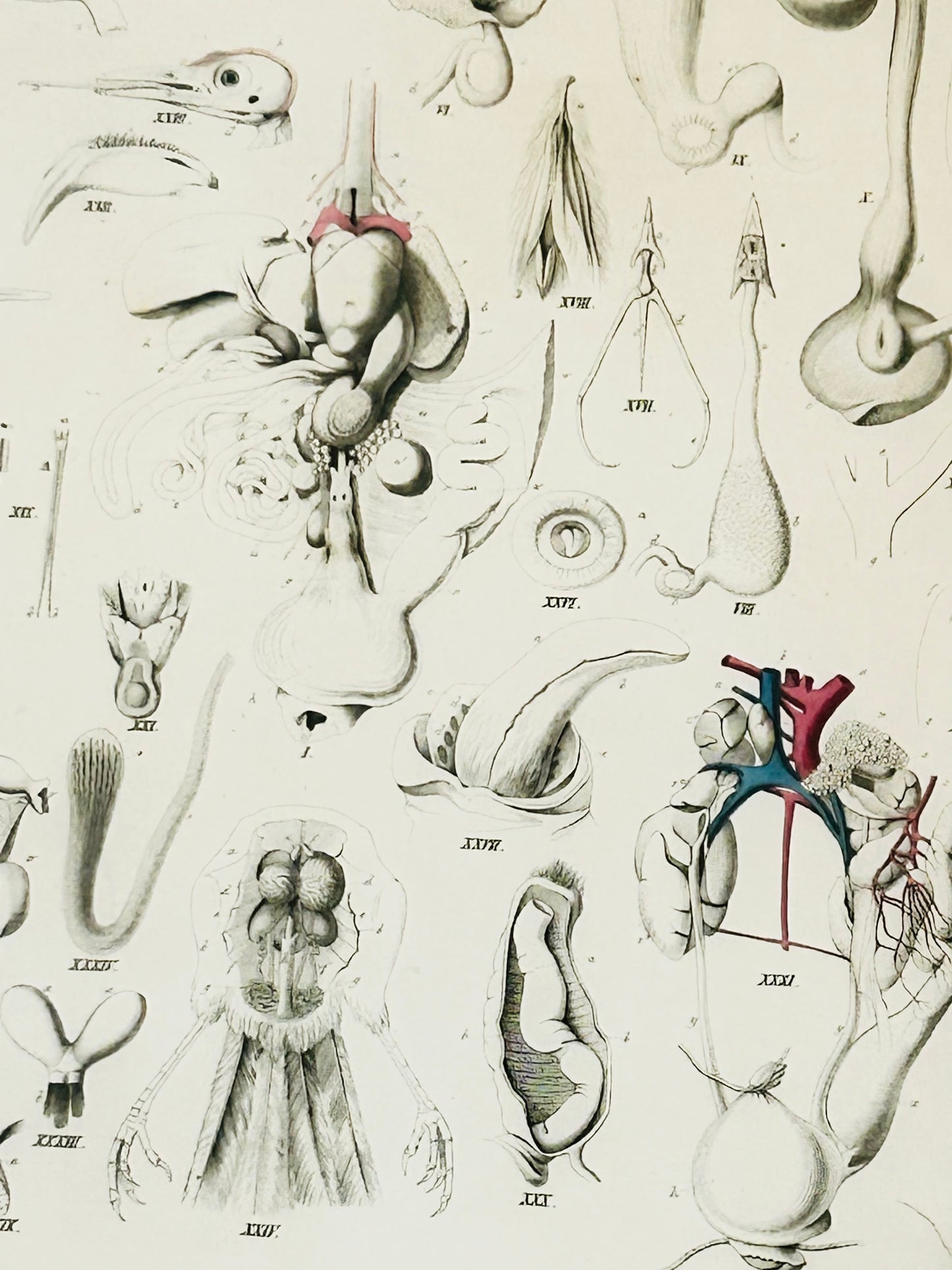 Wagner 19th-Century Invertebrate Anatomy Engraving – Original Zoological Plate XI by H. Bruch – Aves