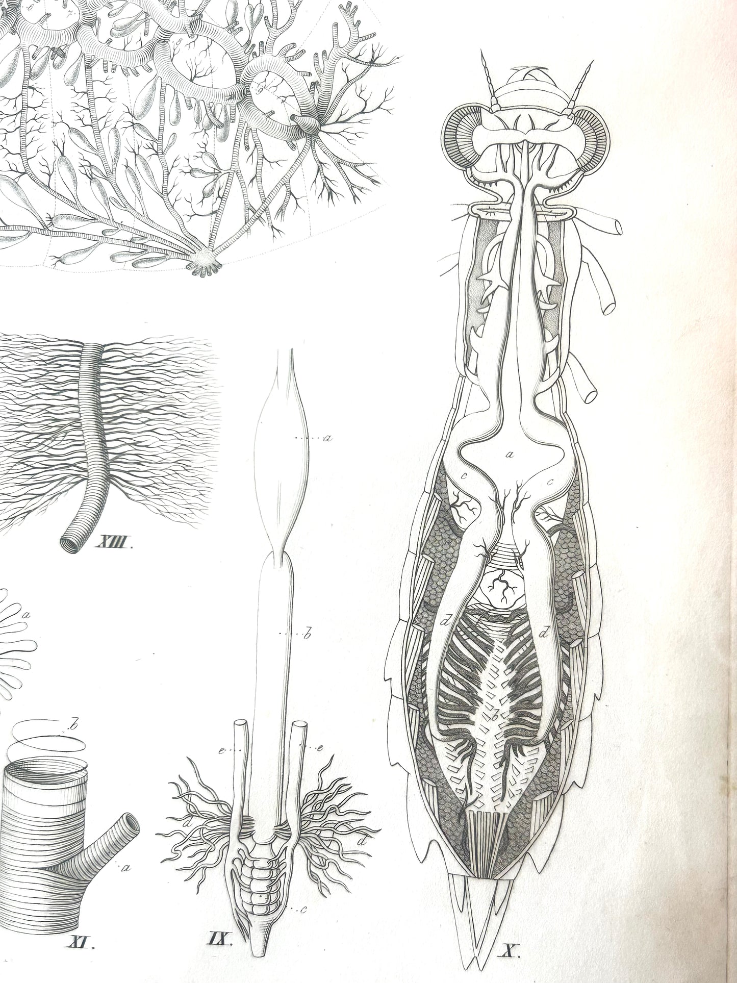 Insecta Antique Zoology Engraving – 19th Century Anatomy Print – Plate XXIV by R. Wagner