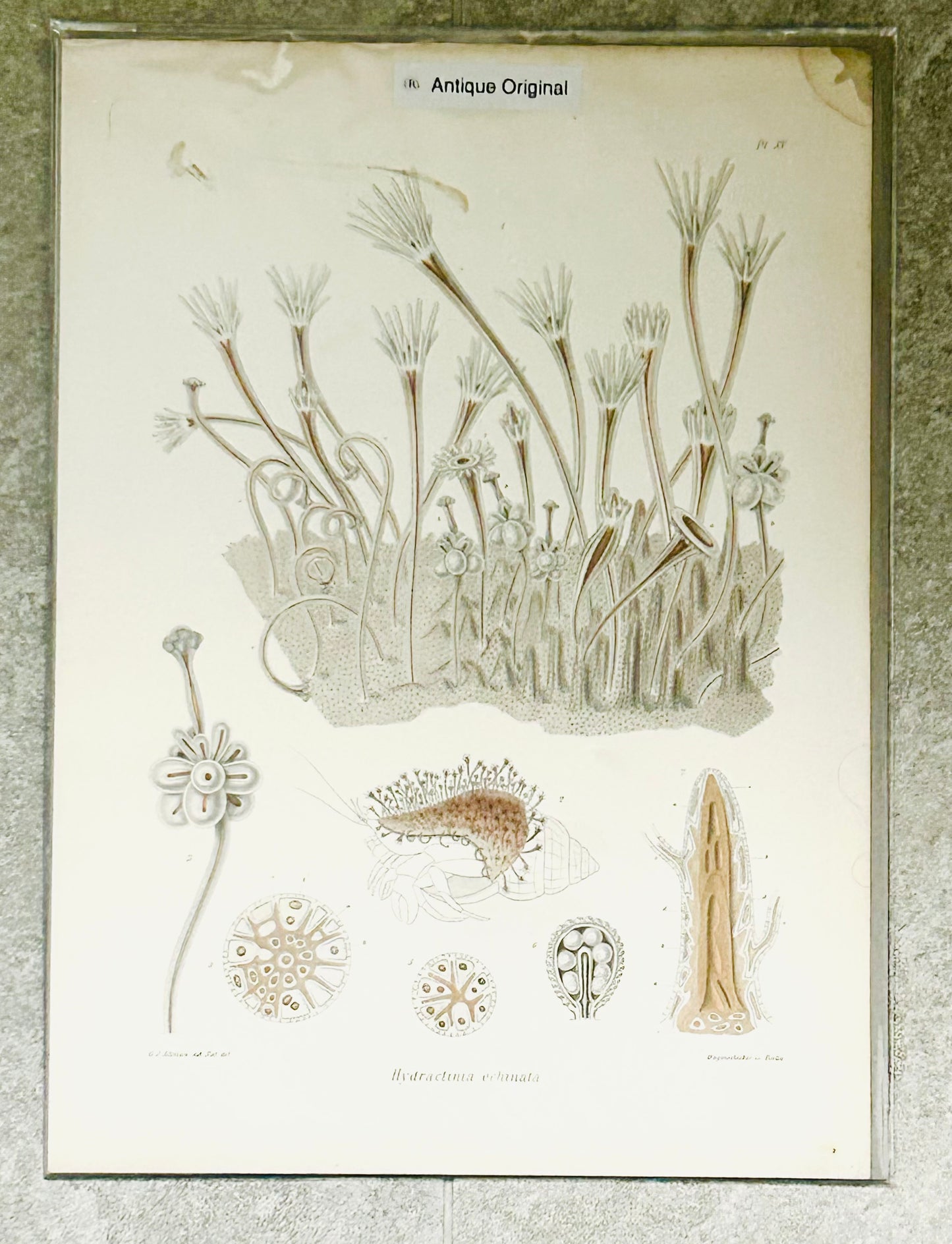Ray Society - Hydractinia echinata - Victorian Illustrations- Scientific Print