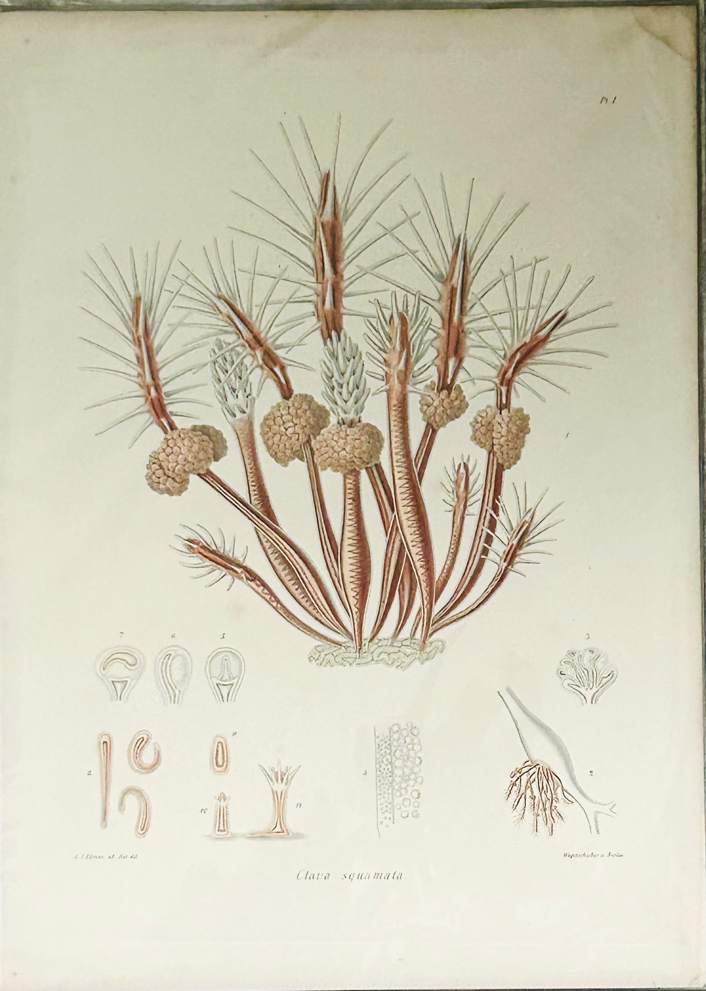 Ray Society - Clava Squamata - Victorian Illustrations- Scientific Print