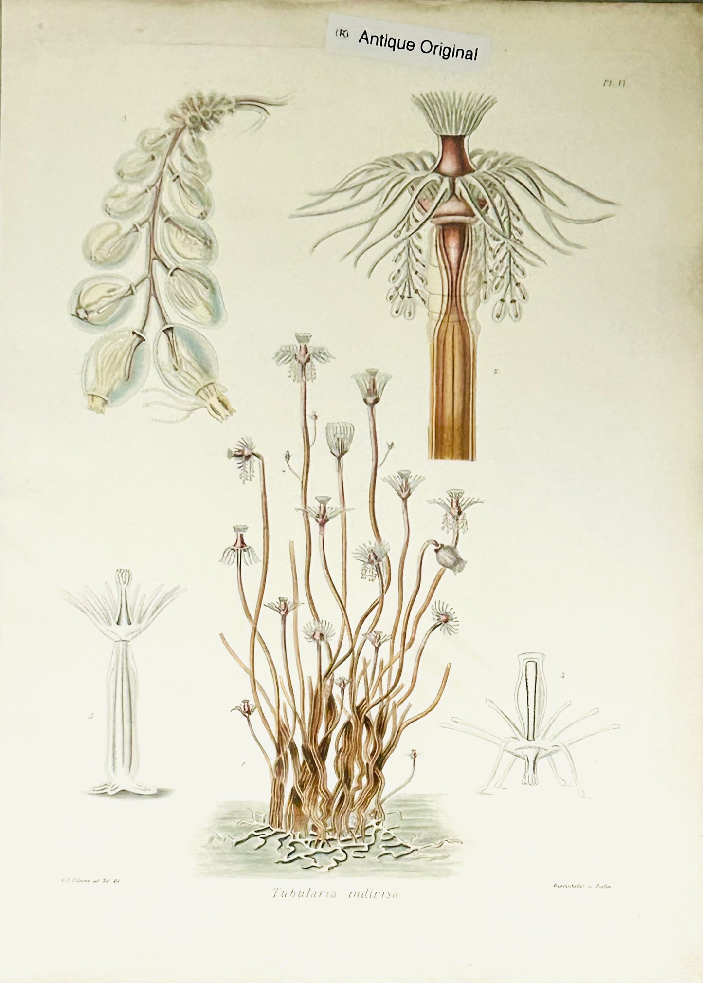 Ray Society Tubularia 19thc. Scientific Illustration