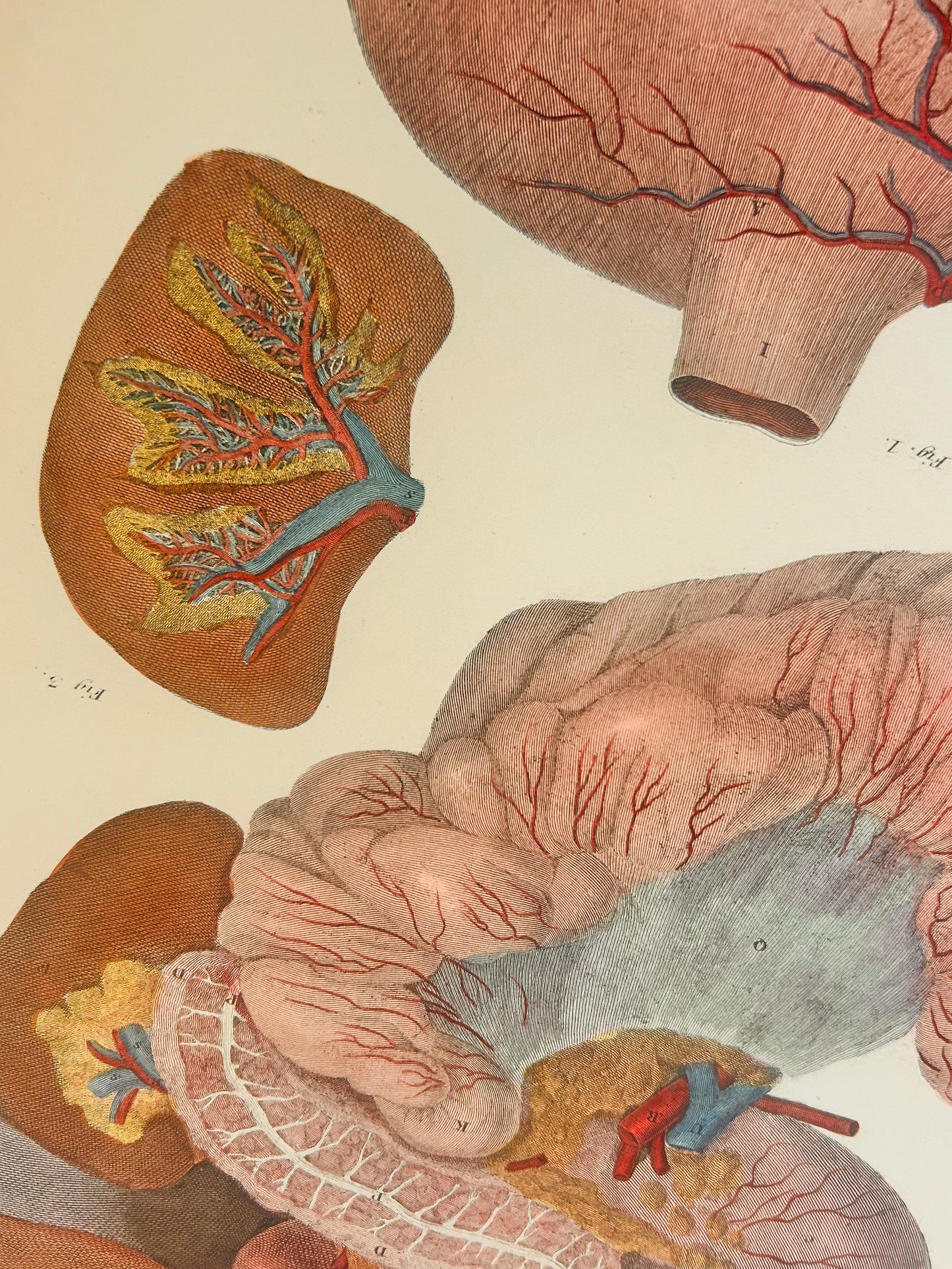 W. H. Lizars — Upper Digestive System— Copperplate Engraving — Anatomical Print — 19th Century