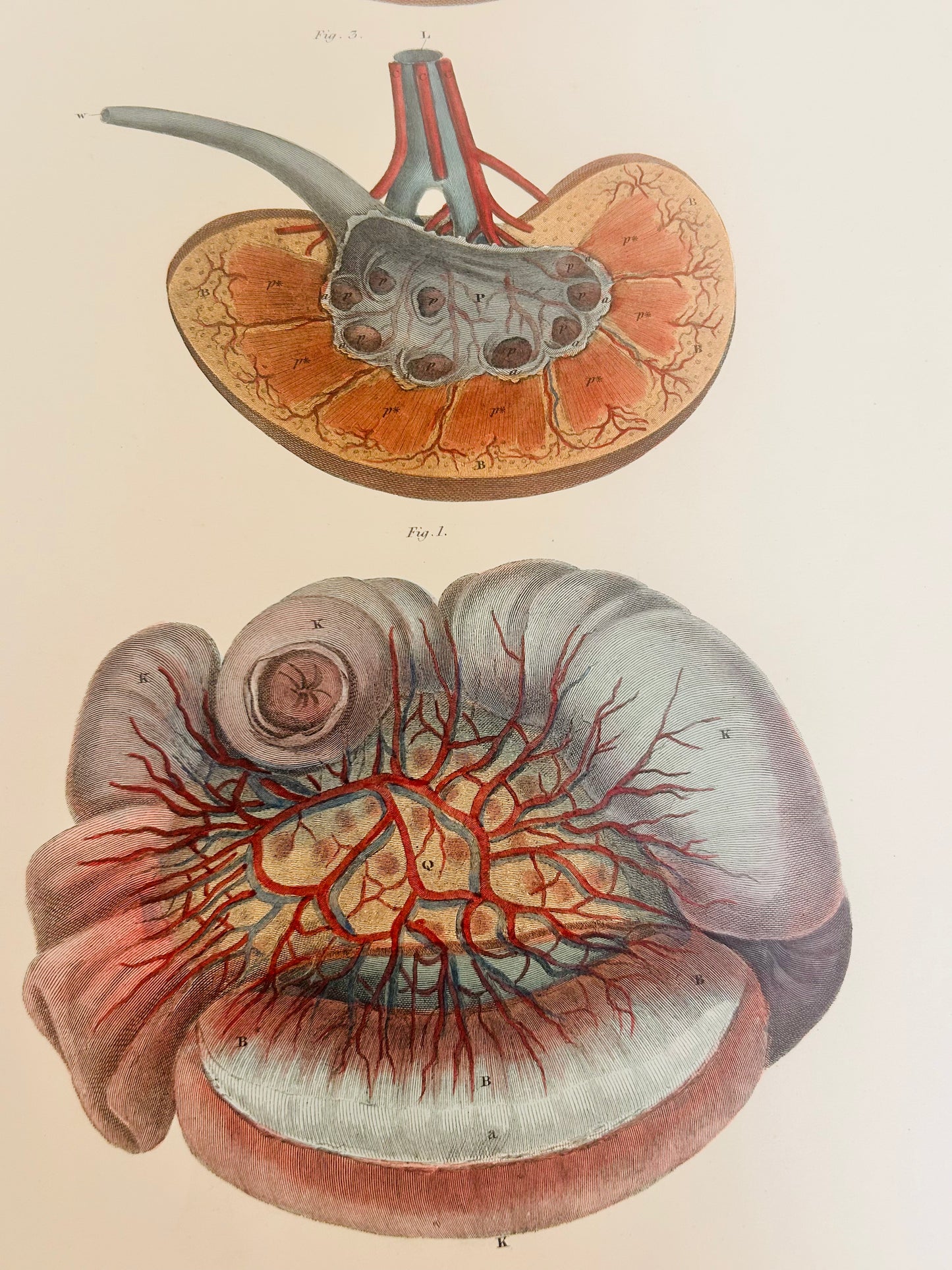 W. H. Lizars — "Kidneys" Copperplate Engraving — Anatomical Print — 19th Century