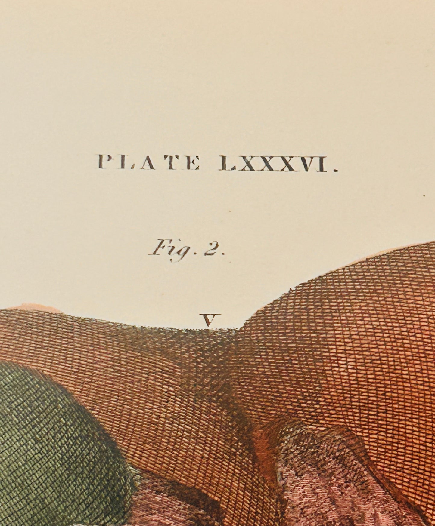 W. H. Lizars — Digestive Anatomy Dissection — Copperplate Engraving — Anatomical Print — 19th Century