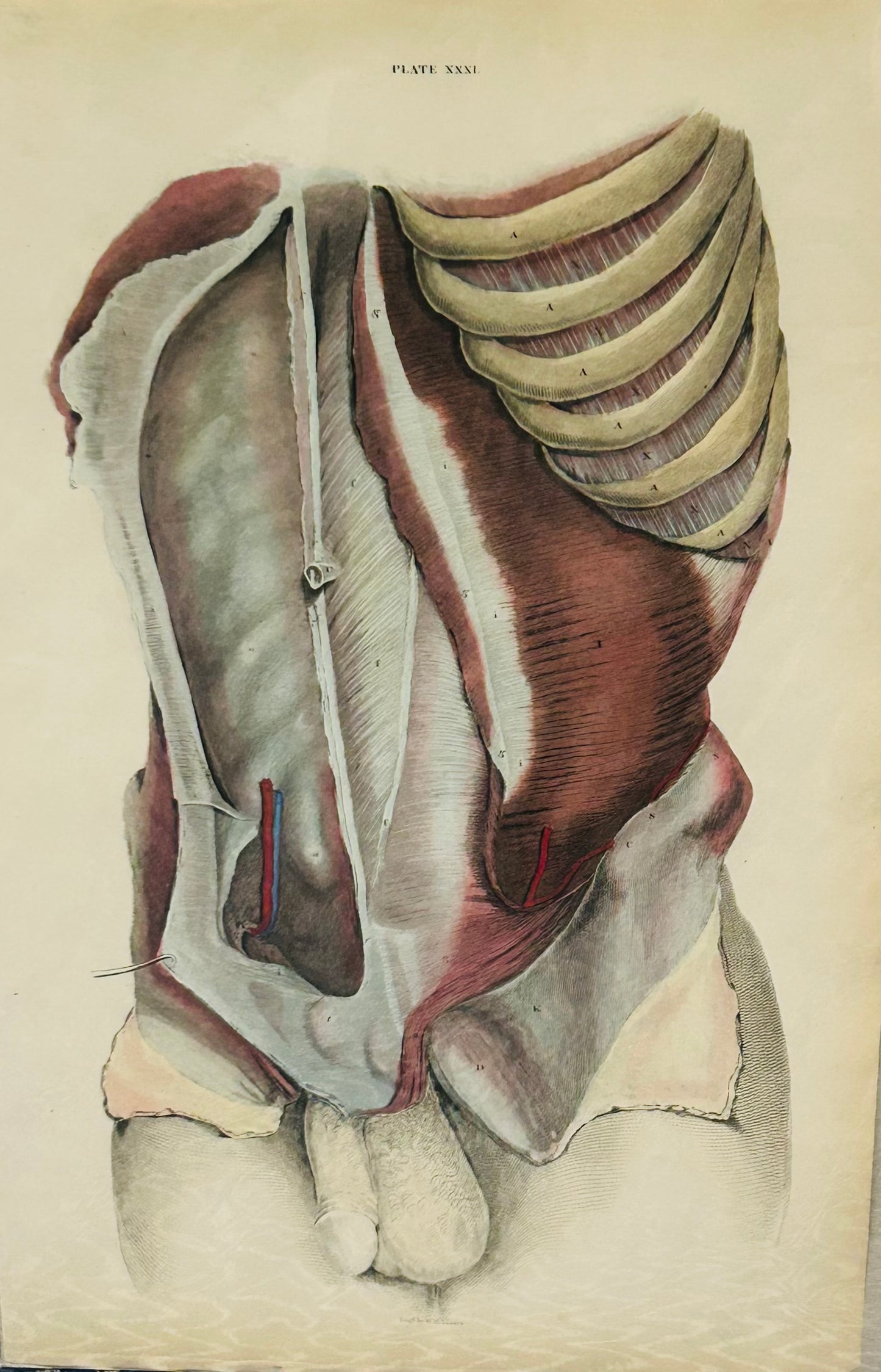 Original 19th Century Lizars Anatomical Print – Plate XXXI – Muscles of the Thorax, Abdomen & Ribcage