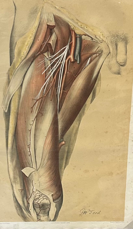Anatomical Medical  Drawing, Vascular & Muscles - Ford 19th Century Upper Leg plate XLVI