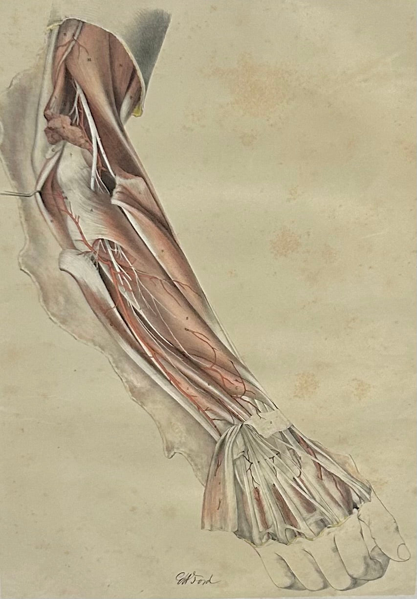 Anatomical Drawing 19th Century Tendons, Muscles / Ford Original London 1863 Plate XII