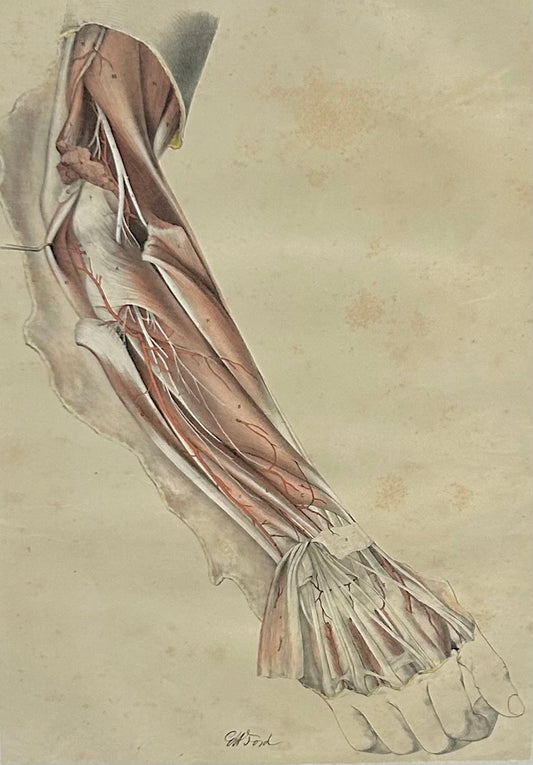 Anatomical Drawing 19th Century Tendons, Muscles / Ford Original London 1863 Plate XII