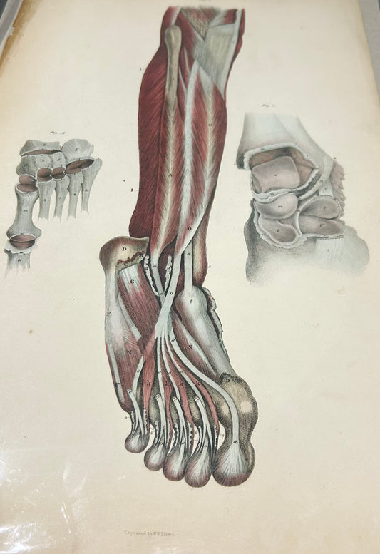 Original Lizar's Anatomical Print 19th Century Engraving – leg/foot/bones/cartilage original Plate LI