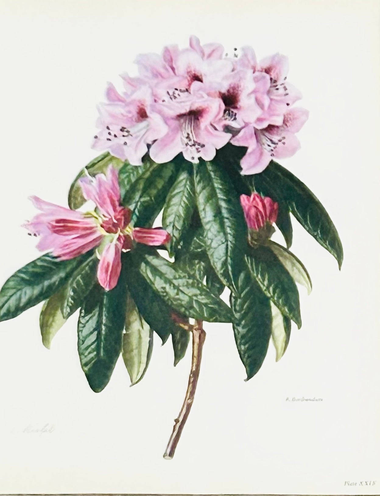 SOLD - Rhododendron Vintage Print | C. Riefel 1958 Floral - Pink Floribundum Plate XXIX