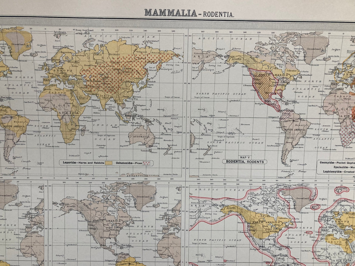 Antique Zoogeography Map - MAMMALIA RODENTIA – Vintage Zoology Chart, early 20th Century