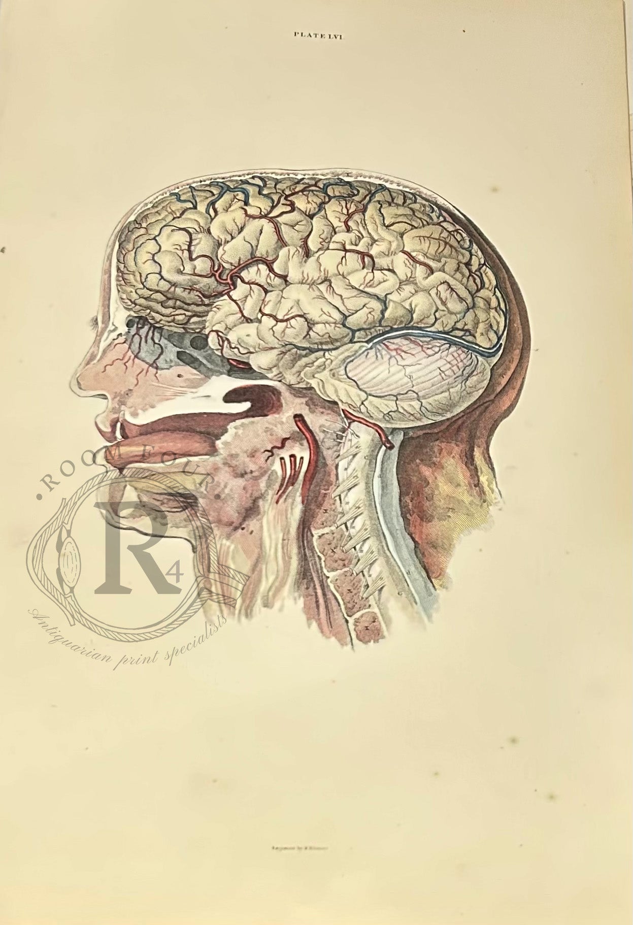 Lizars Anatomical 19th Century Hand Coloured Illustration - The Brain - Plate LVI