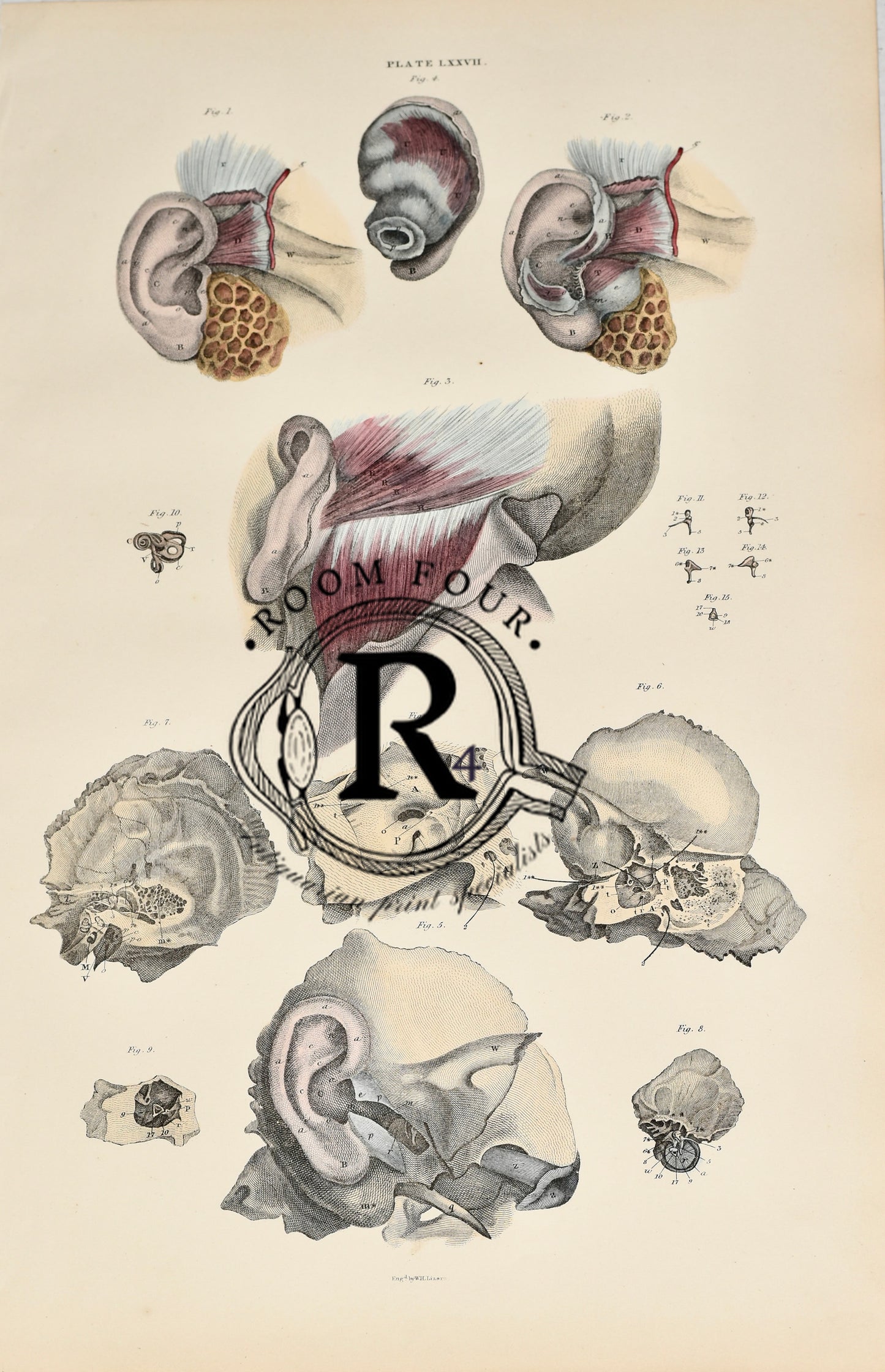 19th Century Original Anatomical Drawings by Lizars - The Ear