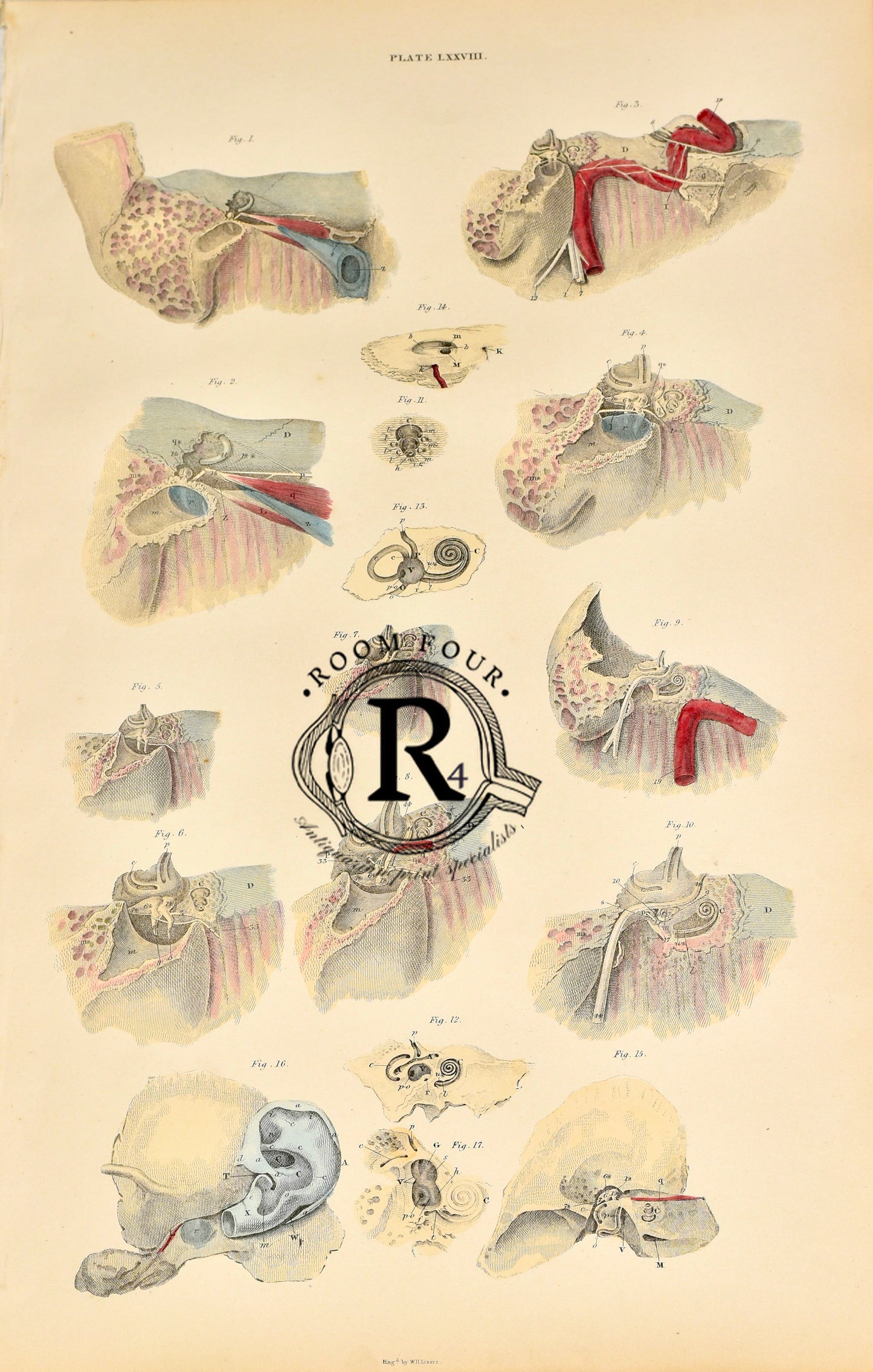 19th Century Original Anatomical Drawings by Lizars - The Ear