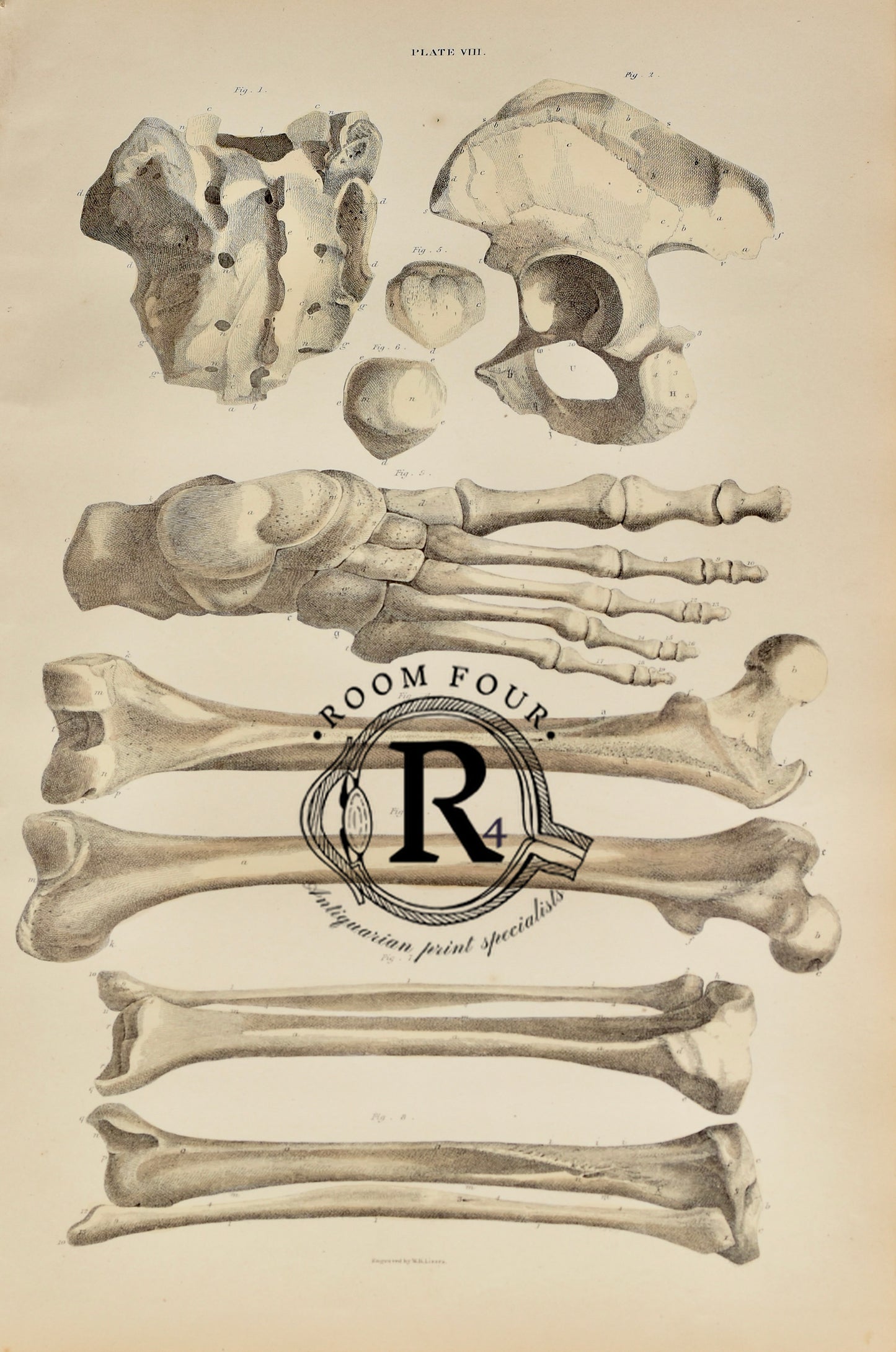 19th Century Original Anatomical Drawings by Lizars - Bones Plate VIII