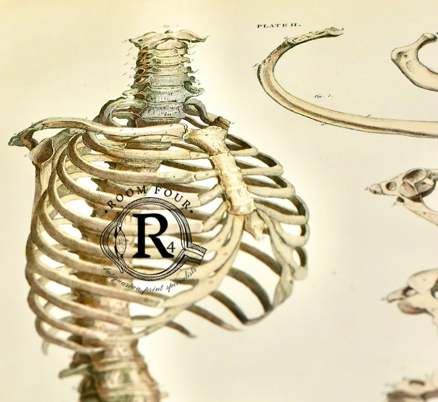 19th Century Original Anatomical Drawings by Lizars - Skeleton Ribs/Pelvis Plate II