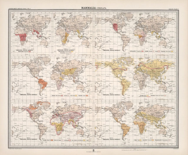 Antique Zoogeography Map - MAMMALIA UNGULATA Vintage Zoology Chart Early 20th Century