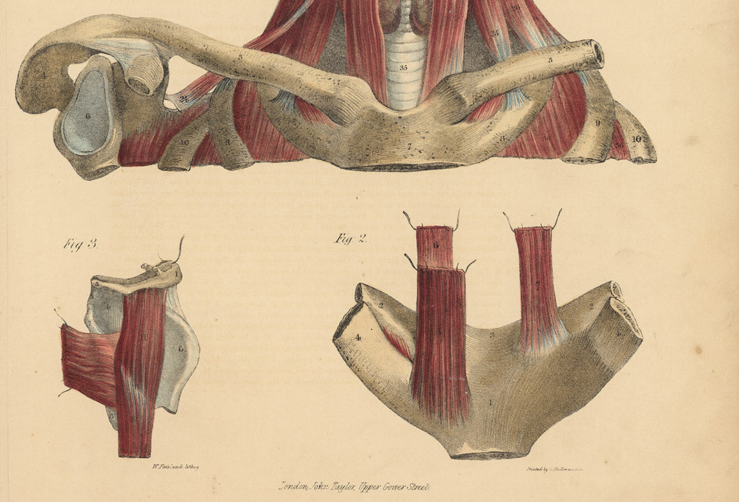 Upper Body Anatomy Dissection Plate - Lizars Anatomical Drawing – Original 19thc.