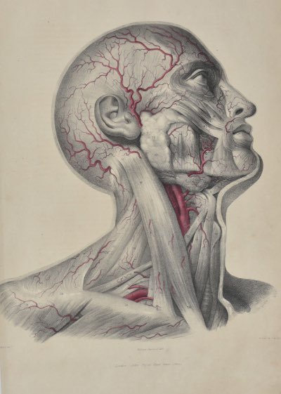 Anatomical Digital Wall Art Print - Vascular Face & Neck - Room Four