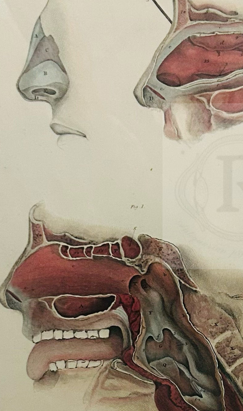 Detailed 19th-century anatomical engraving by John Lizars showing the human nasal cavity, mouth, and pharynx in cross-section, Plate LXXIV.