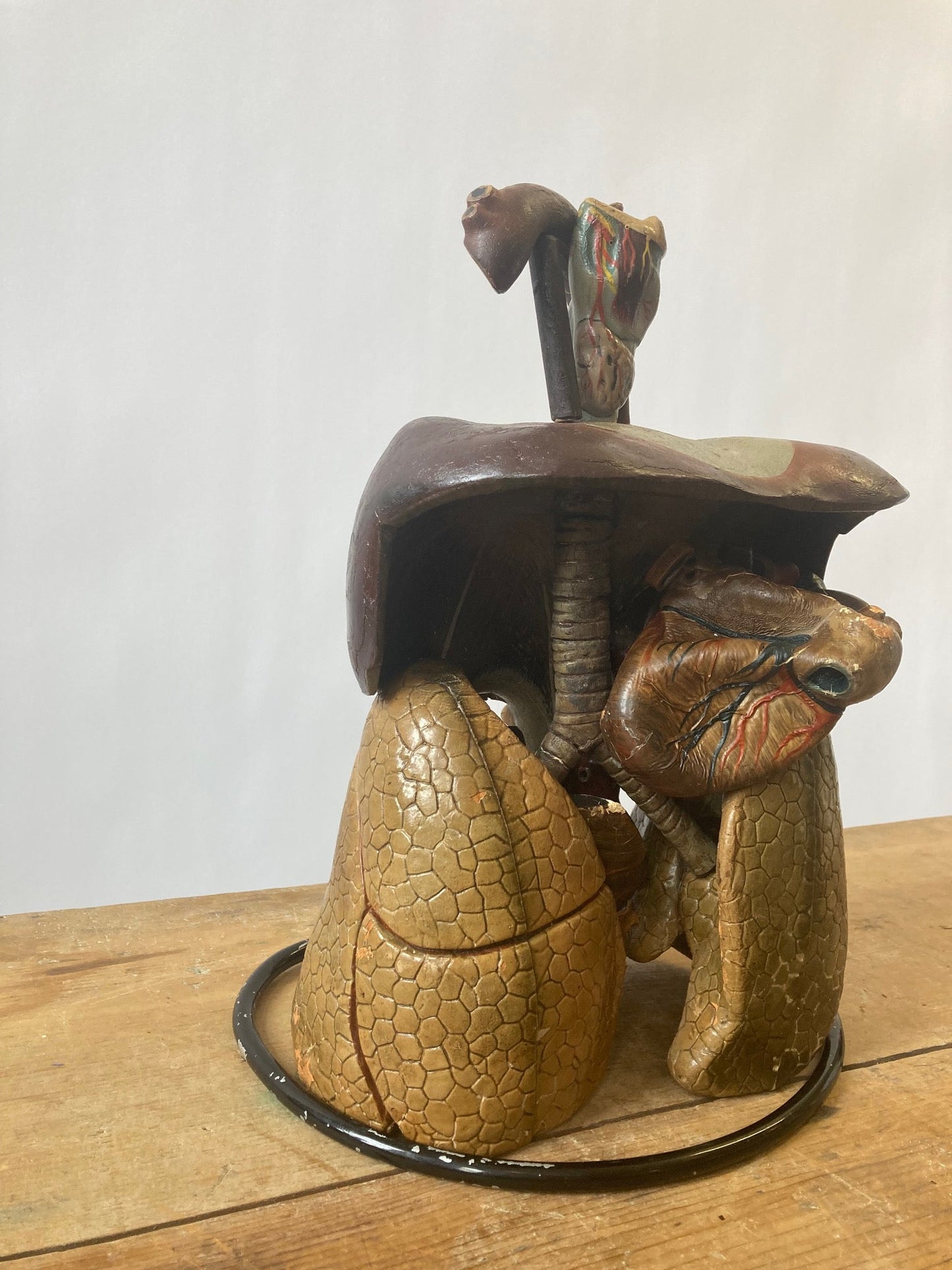 Anatomical Model - Human Respiratory System - Room Four