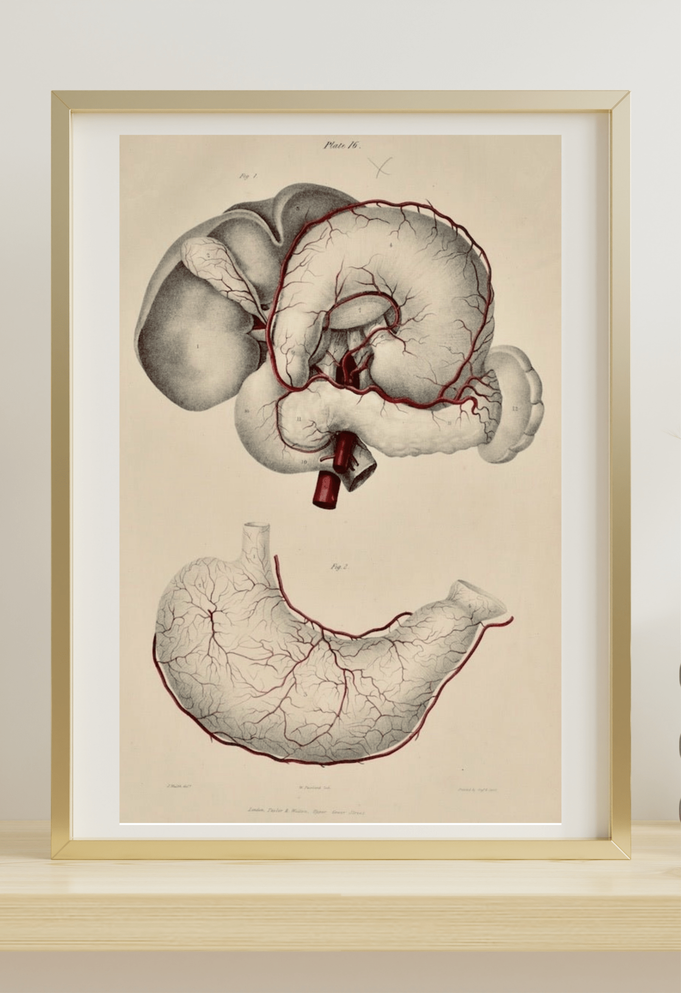 Anatomical Original 19th century Surgical Illustration “The Human Stomach” - Vascular System - Room Four