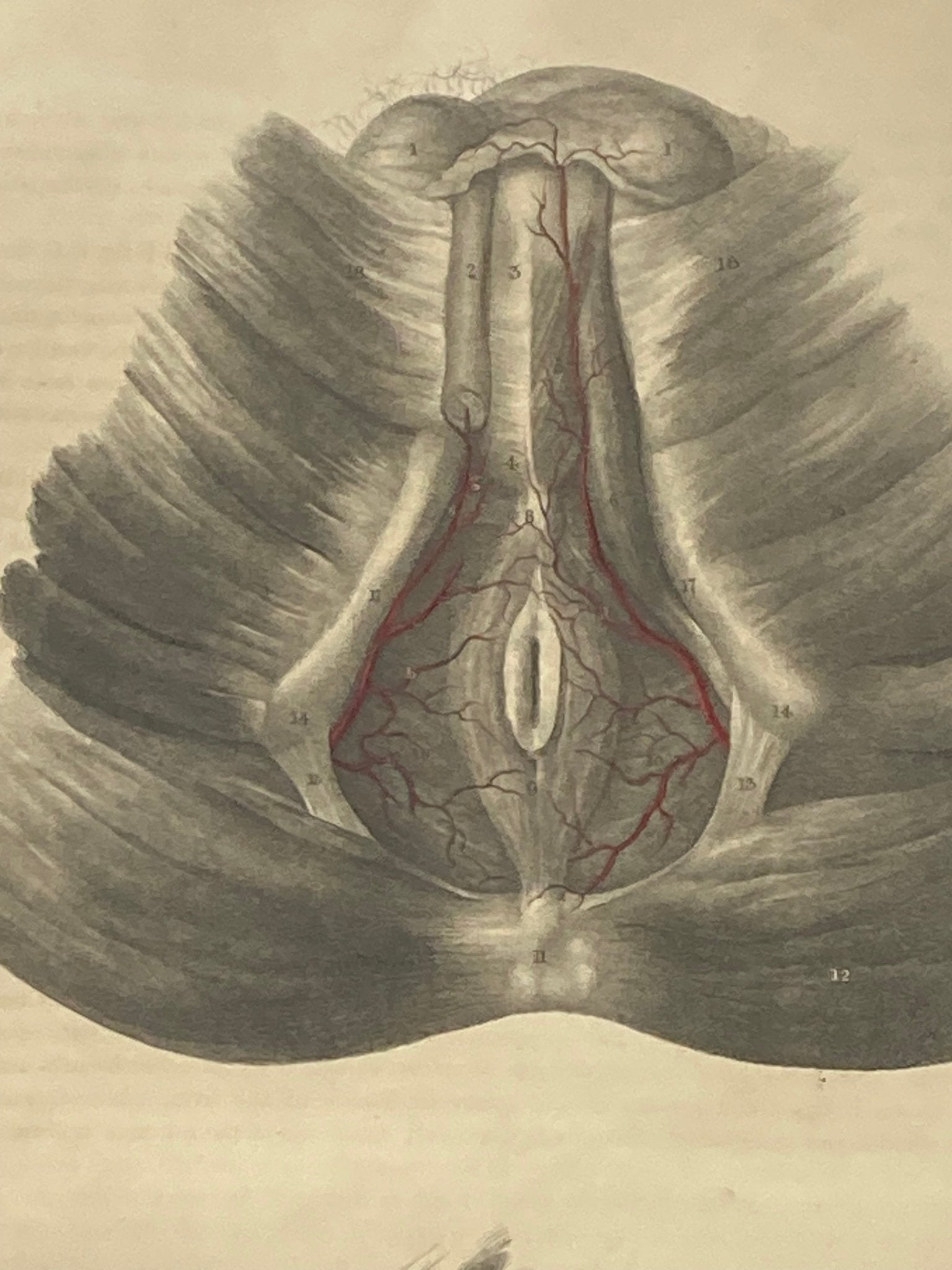 Anatomical Original Artwork - Vascular Arteries of the Perinæum 22 - Room Four