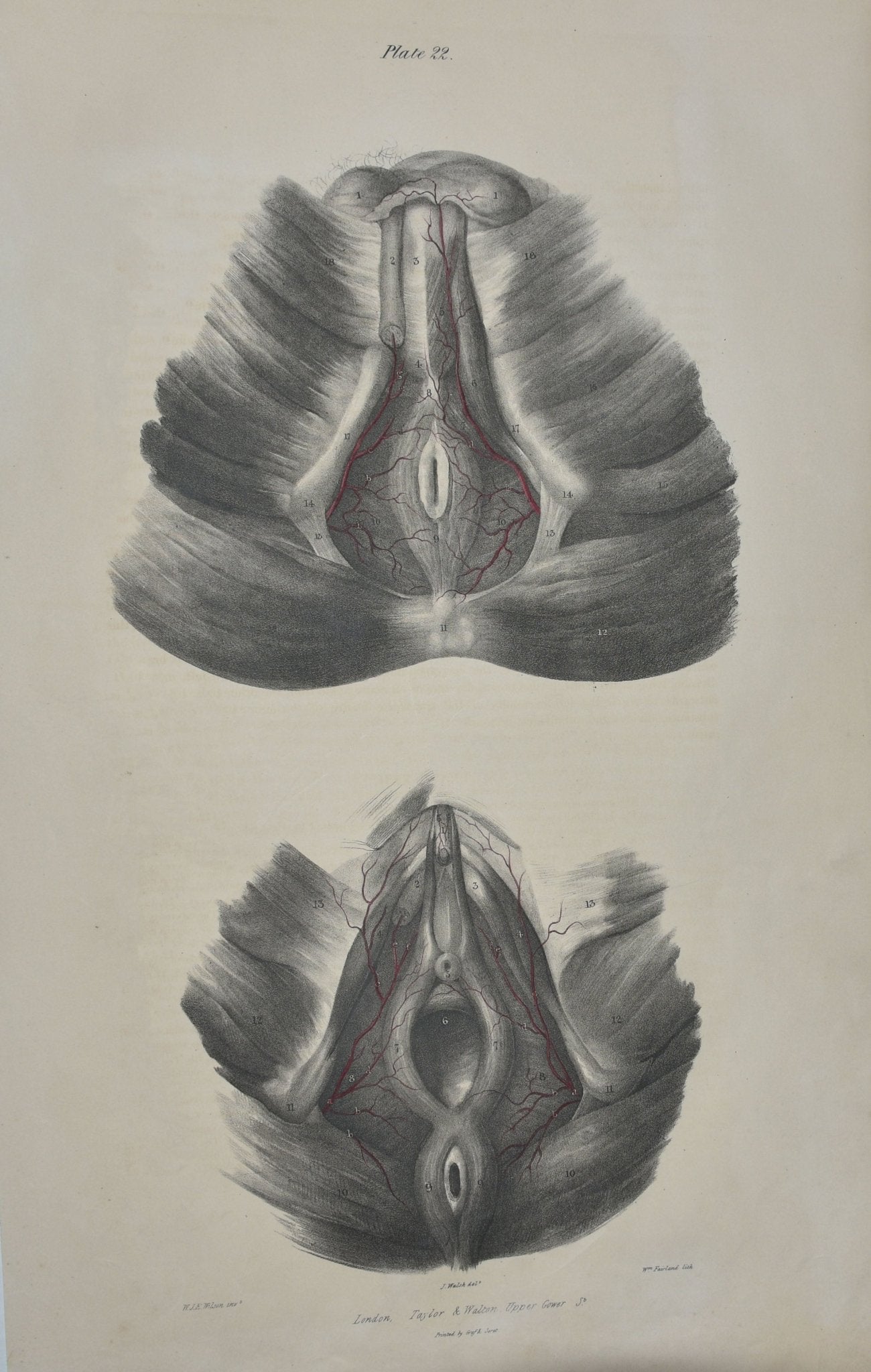 Anatomical Original Artwork - Vascular Arteries of the Perinæum 22 - Room Four
