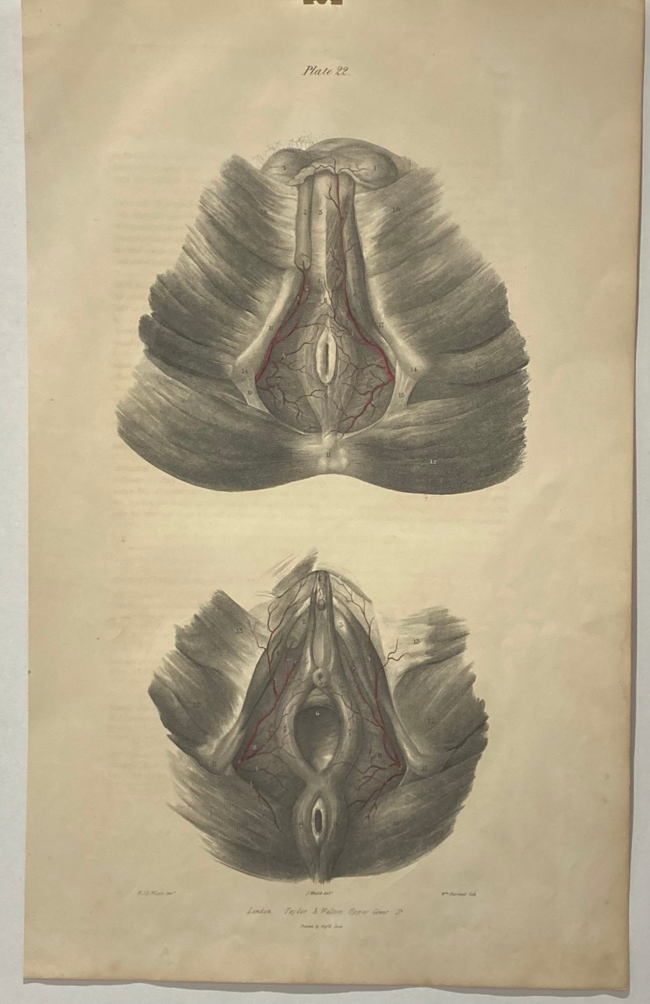 Anatomical Original Artwork - Vascular Arteries of the Perinæum 22 - Room Four