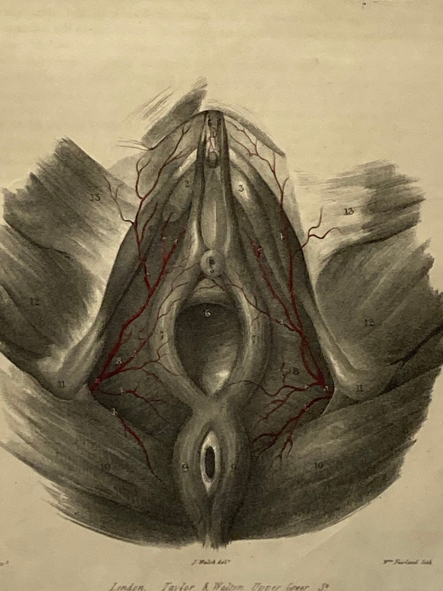 Anatomical Original Artwork - Vascular Arteries of the Perinæum 22 - Room Four